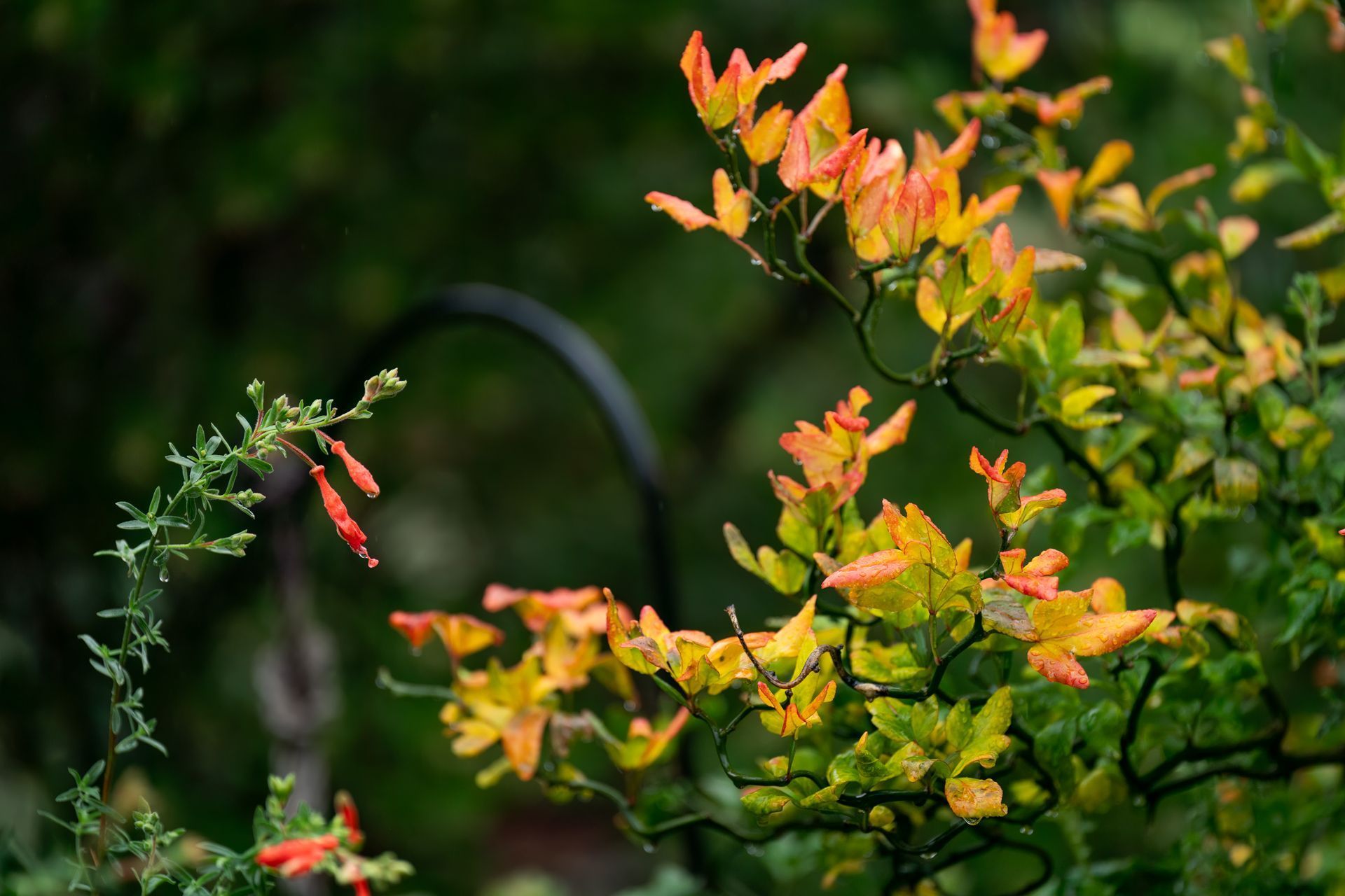 Green shrub with yellow and orange leaves, set against a blurred background with hints of greenery and a dark arch.