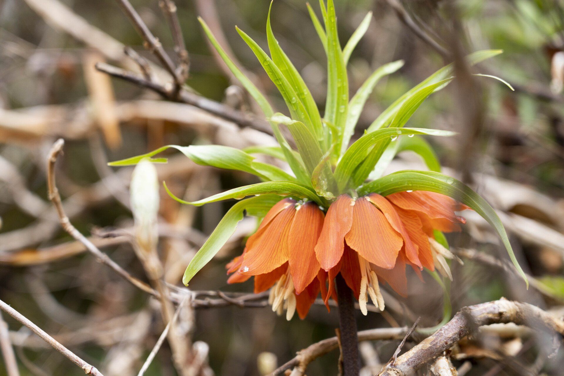 Orange and green crown imperial flower in bloom, surrounded by brown branches.