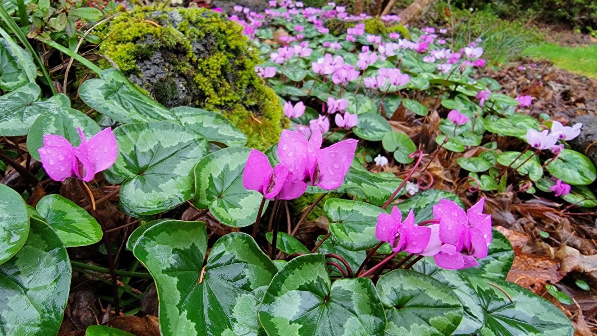 Pink cyclamen flowers bloom amidst heart-shaped green leaves with silvery patterns, in a garden setting.