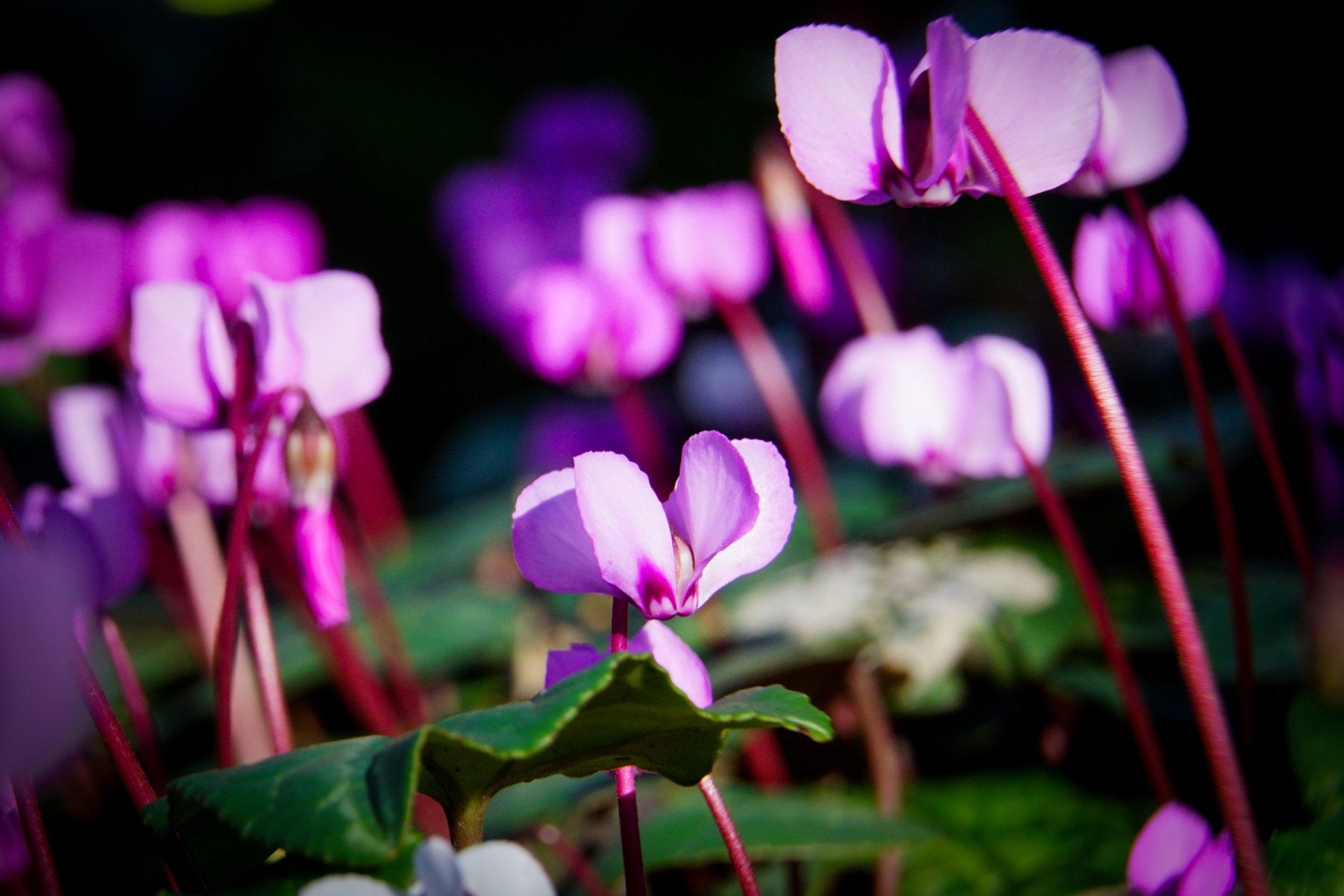 Pink cyclamen flowers in a garden, with dark green leaves and a blurred background.