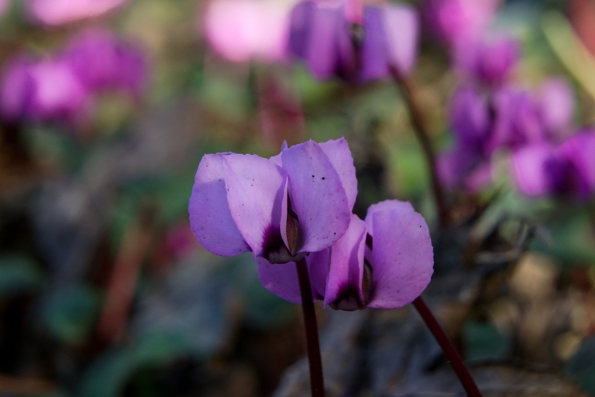 Purple cyclamen flowers in soft focus, with three in the foreground and others blurred in the background.