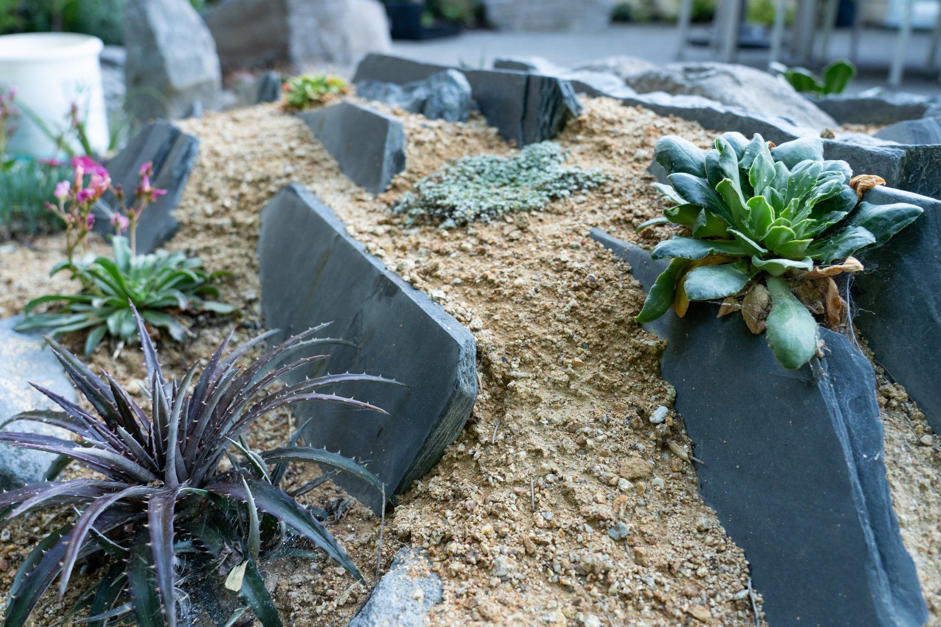 Rock garden with various succulents and ground cover plants nestled in tan sand, bordered by dark gray slate pieces.