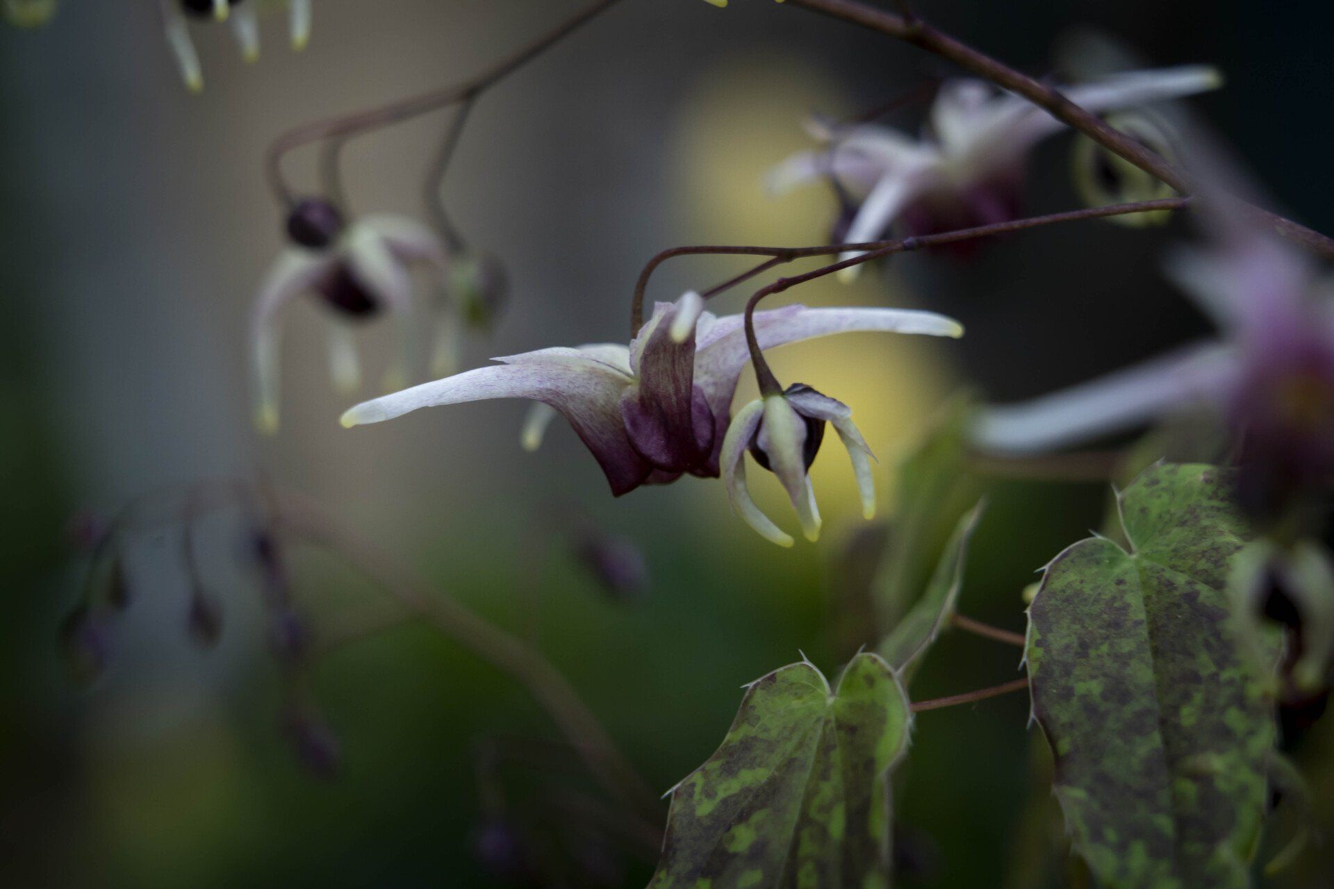 Delicate, purple and white fairy wings-like flowers on slender stems with green foliage.