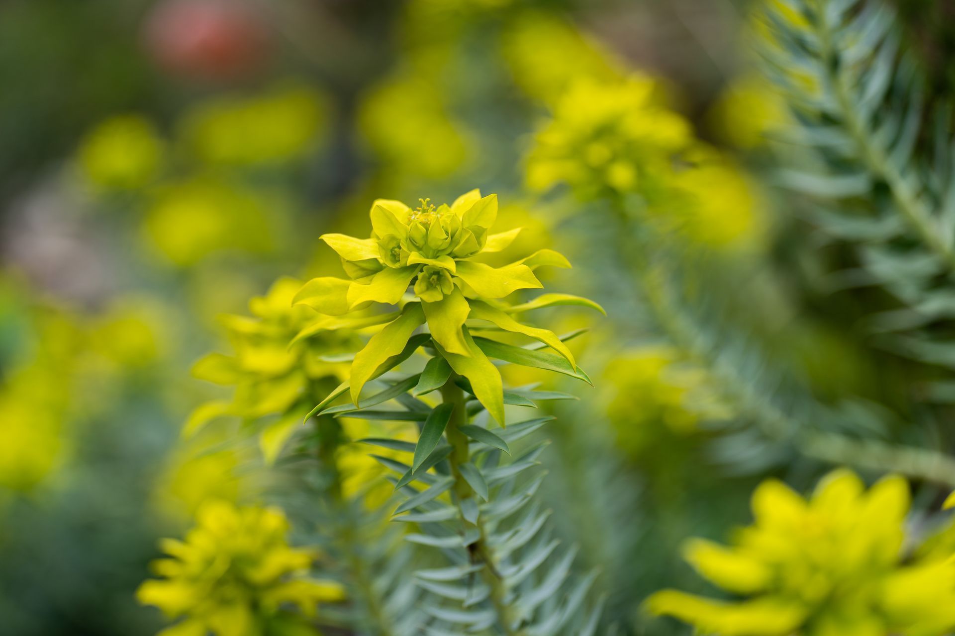 Close-up of a plant with bright yellow-green flower heads, with spiky, segmented stems in a blurred natural setting.