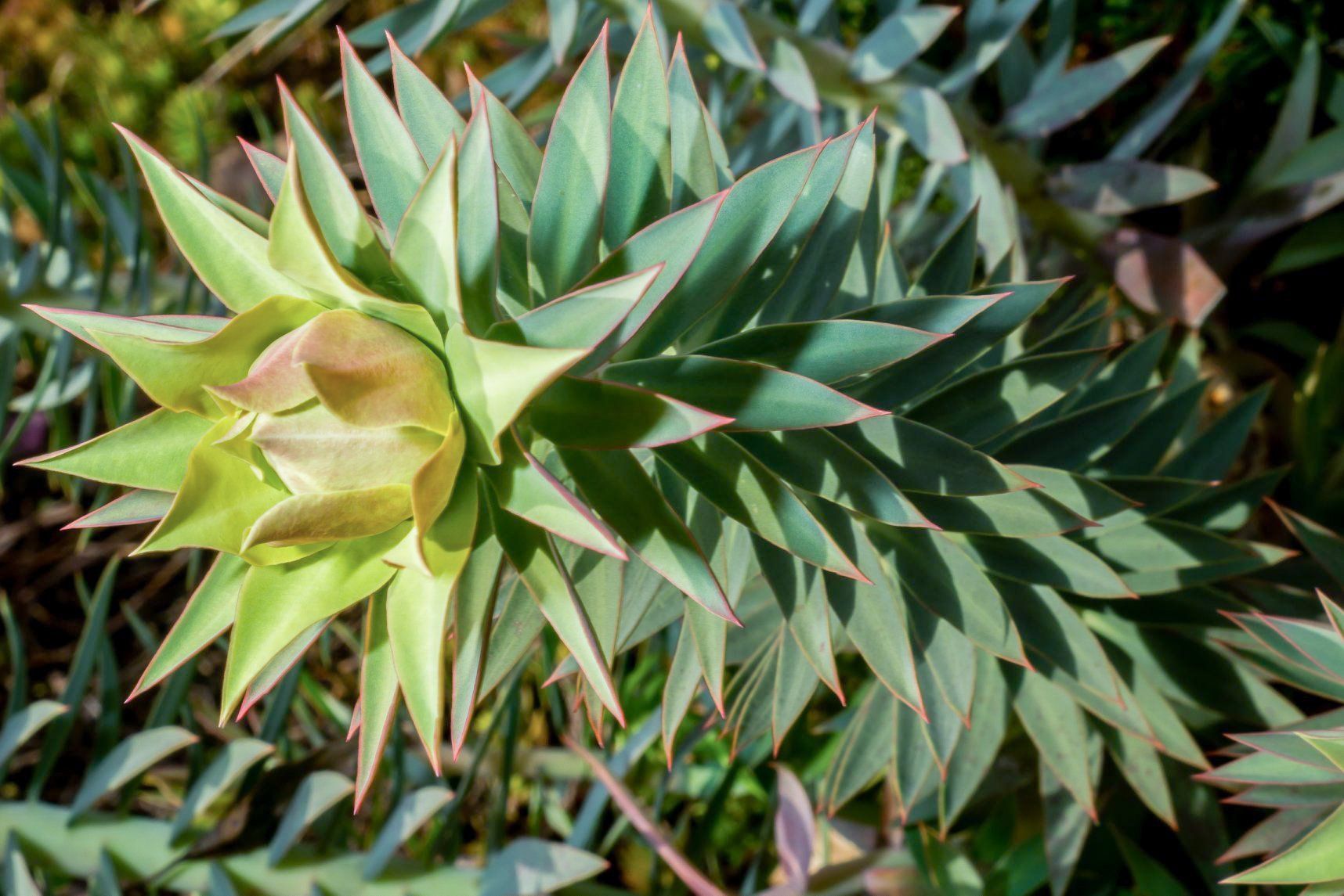 Close-up of a vibrant, spiky, succulent plant with green and reddish-brown foliage.