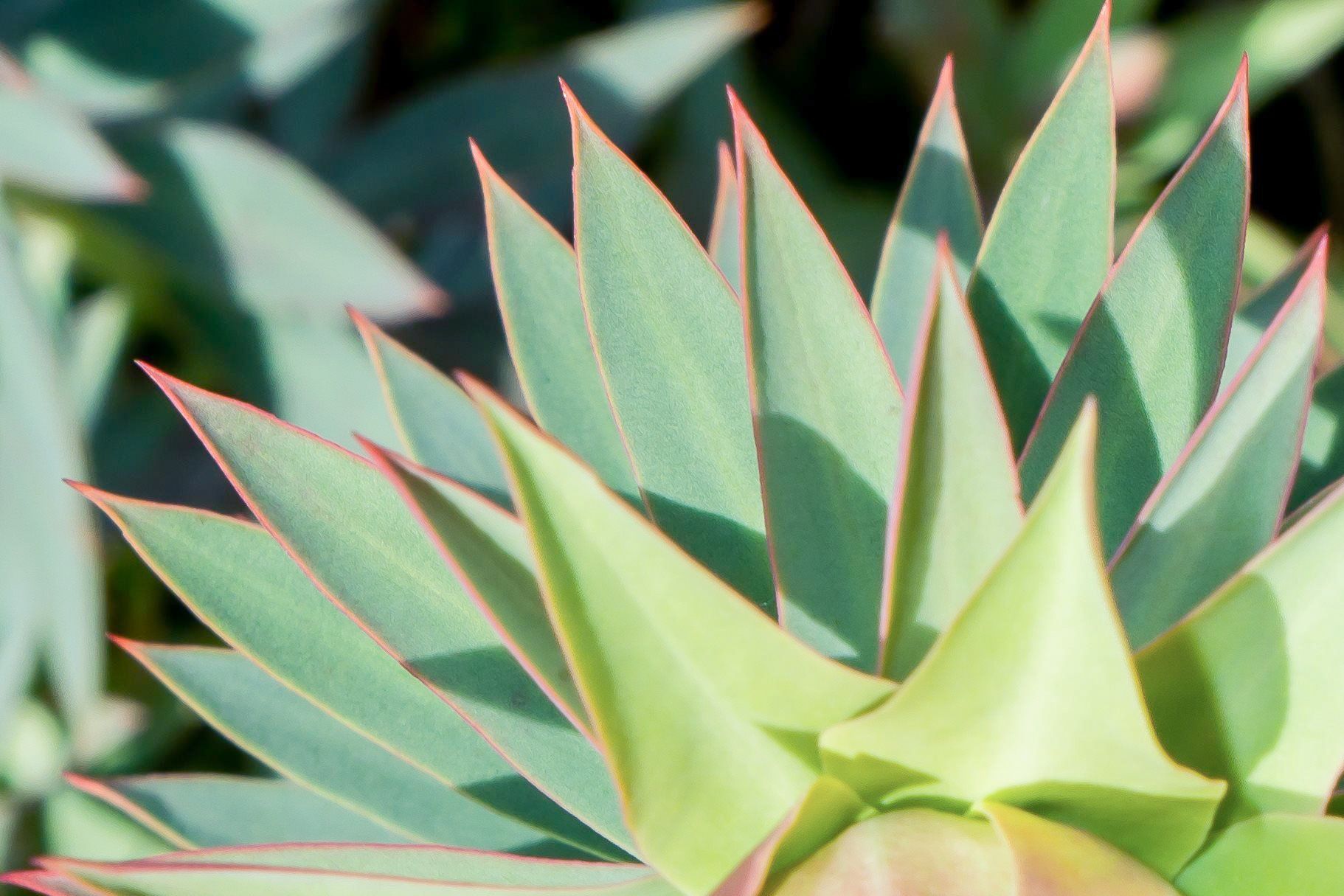 Close-up of a plant with green, spiky leaves, outlined with red.