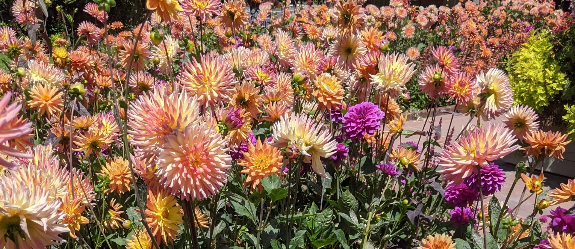A field of colorful dahlias in shades of orange, pink, yellow, and purple blooms in the sunlight.