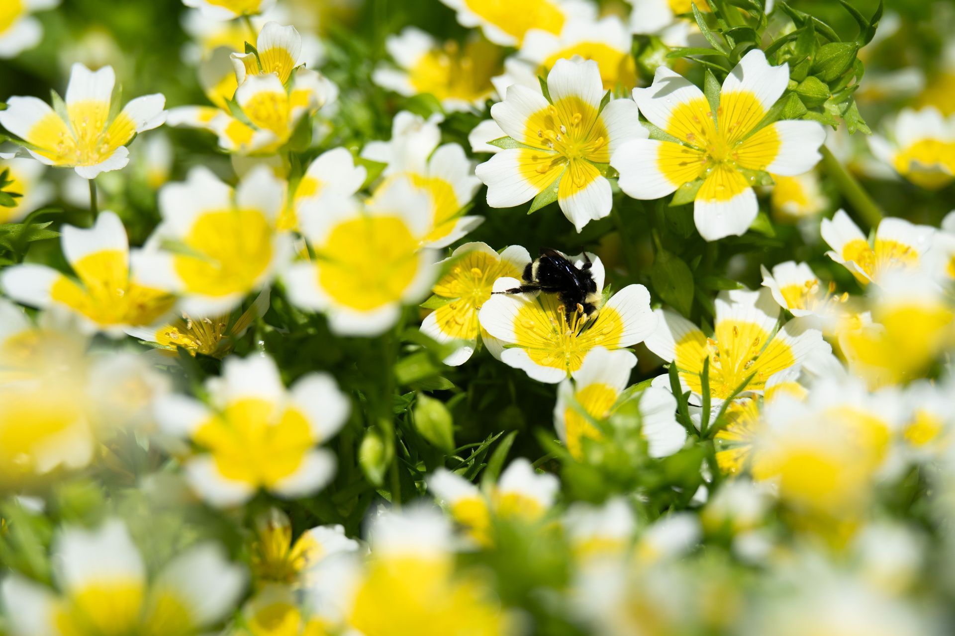 A close-up of small white and yellow flowers with a bee pollinating one.