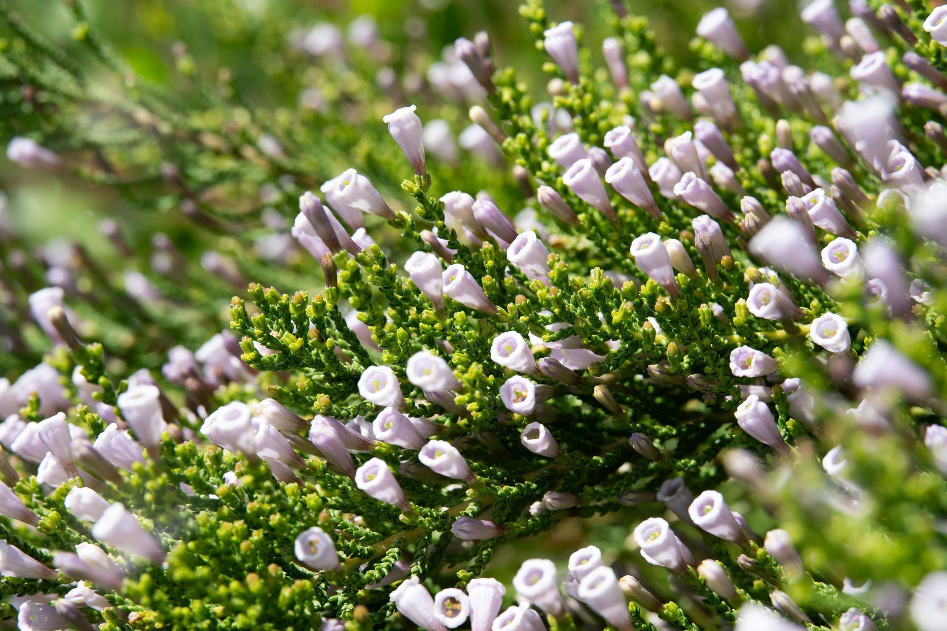 Close-up of green shrub with many small, light purple, bell-shaped flowers blooming.