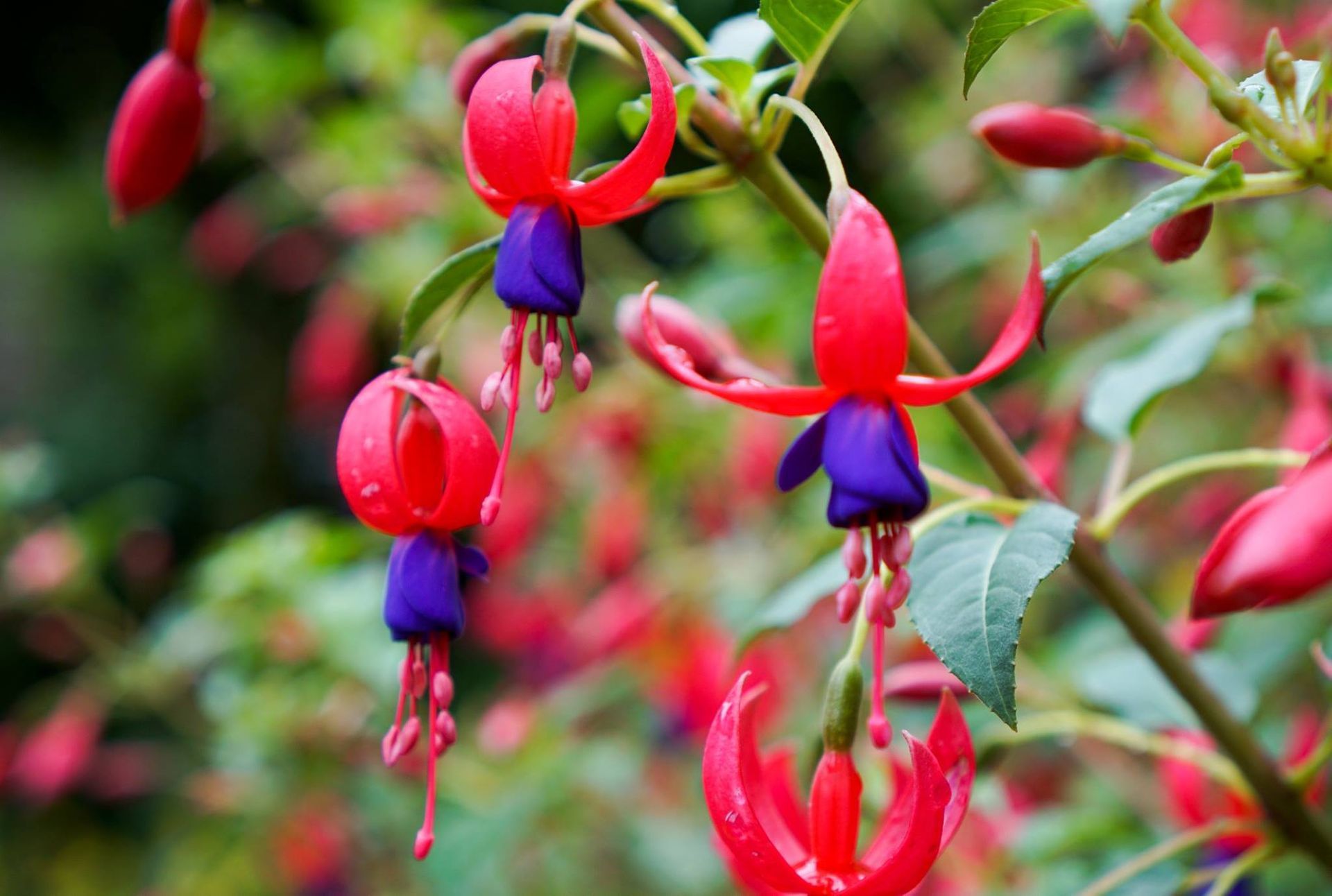 Red and purple fuchsia flowers blooming on a green stem, with a blurred green background.