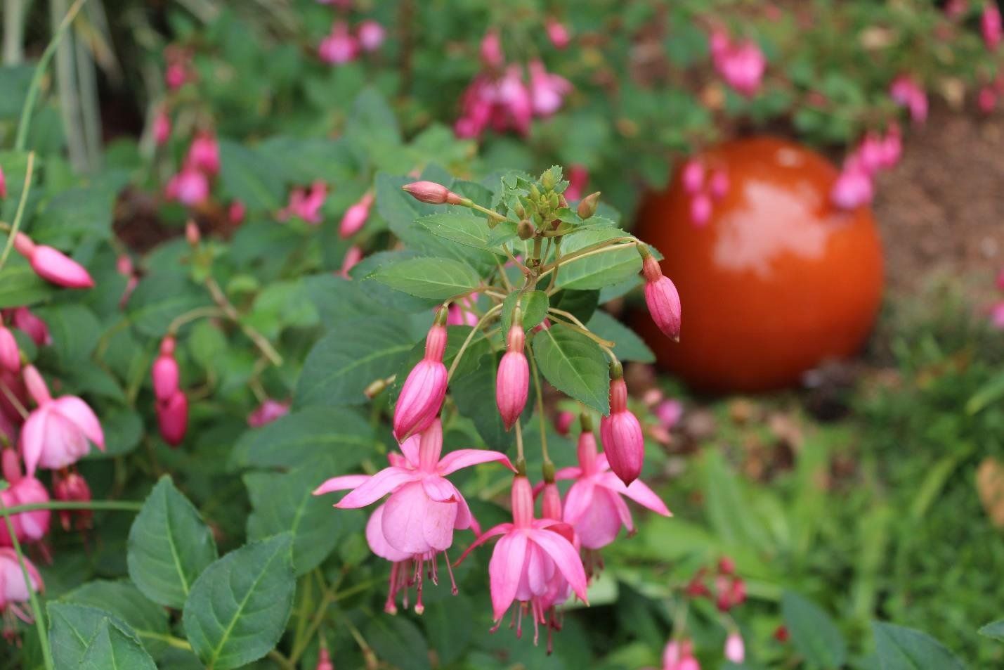 Pink fuchsia flowers bloom in a garden, with a large orange ball in the background.