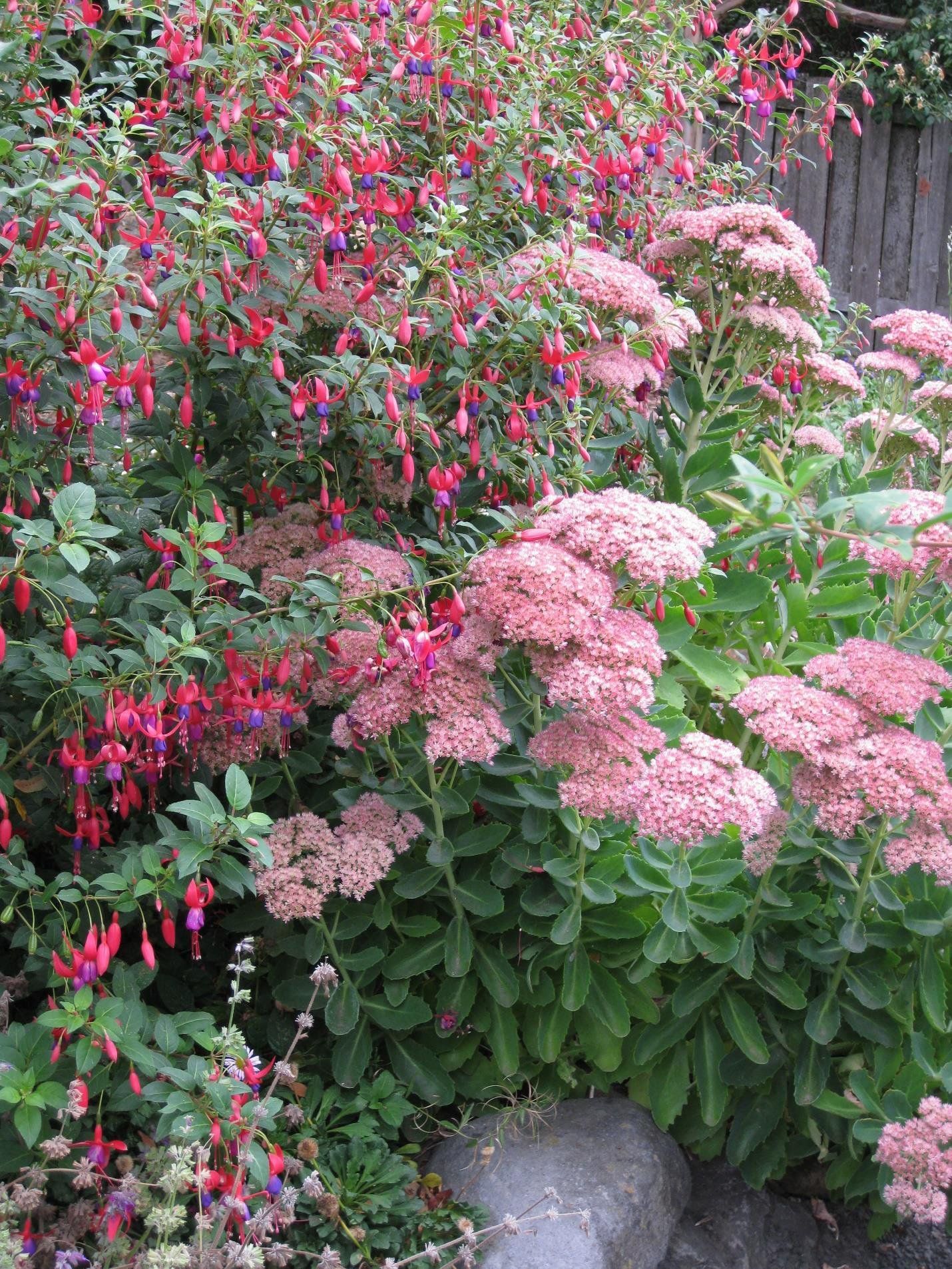 A vibrant garden scene with pink sedum flowers in bloom and red fuchsia plants cascading down.
