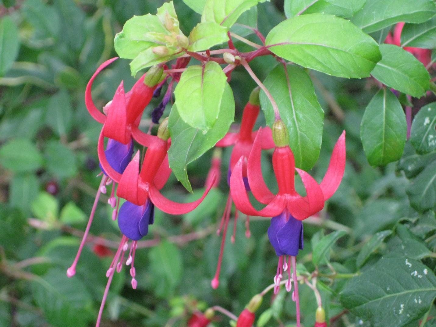 Bright red and purple fuchsia flowers hanging from green stems and leaves.
