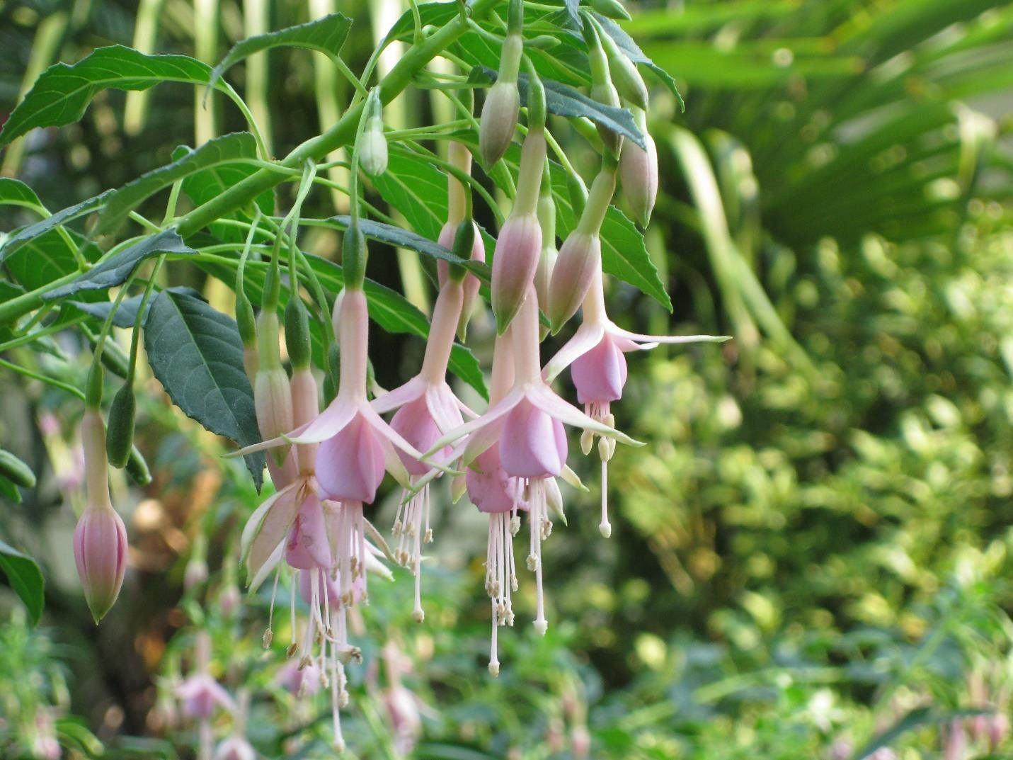 Pink and white fuchsia flowers hanging down from green stems and leaves.
