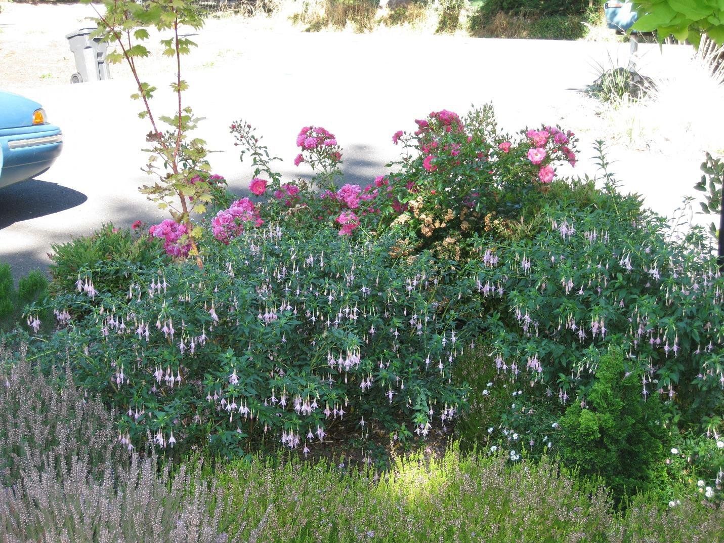Flowering fuchsia bush with pink and white dangling blossoms, interspersed with pink roses. Bushes in front of a car.