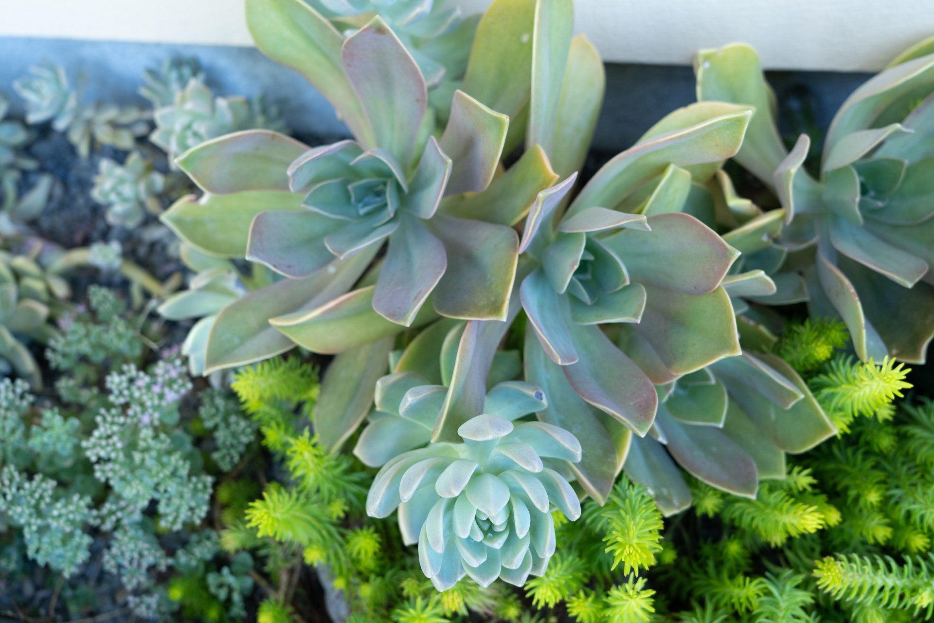 Close-up of a succulent garden with various green plants, including rosettes and small, textured foliage.
