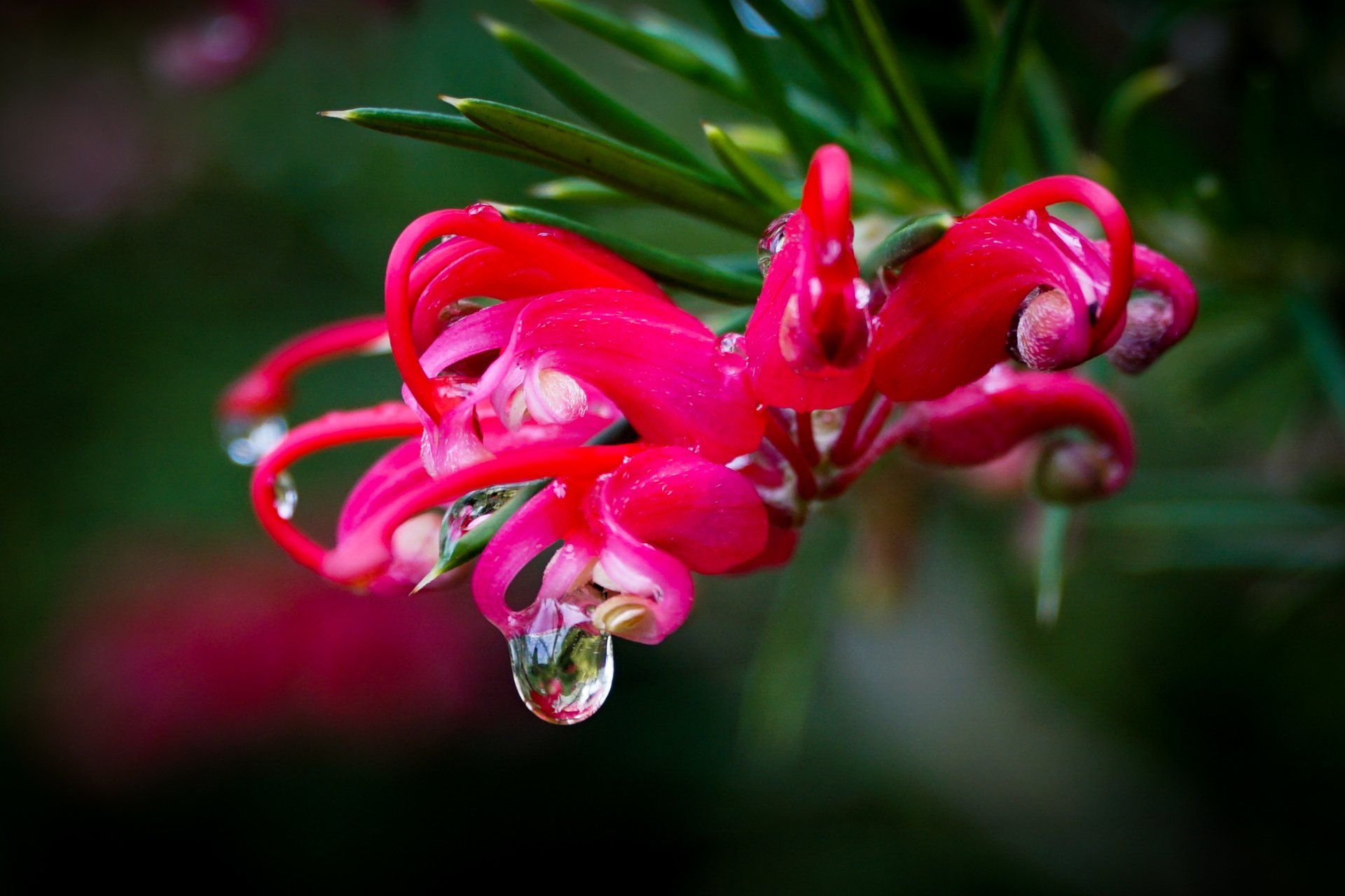 Bright red Grevillea flower with water droplets, against a blurred green background.