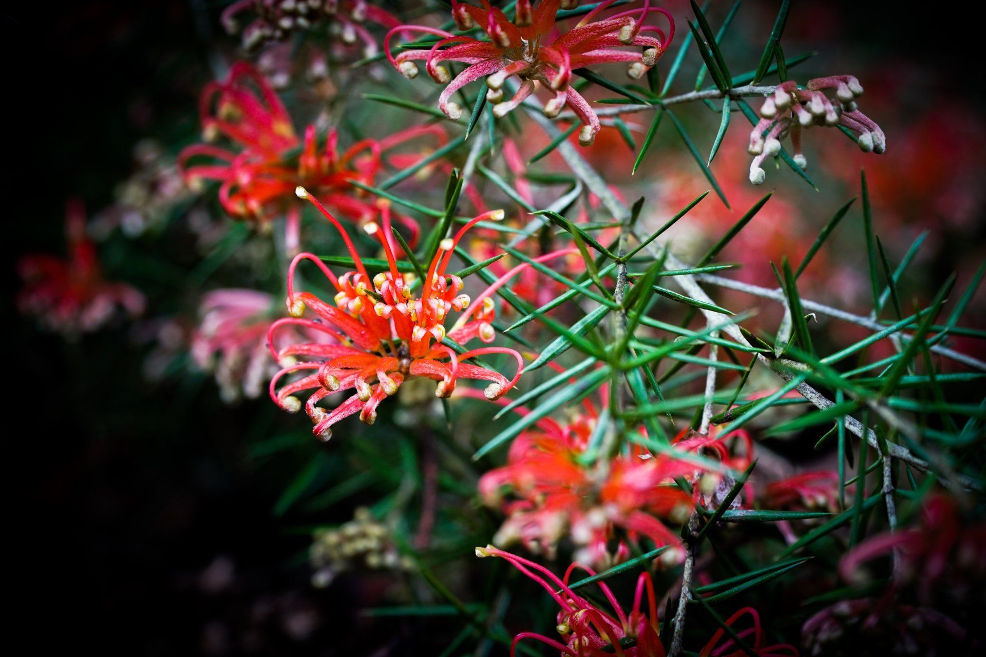 Red and orange Grevillea flowers with spiky green leaves against a dark background.