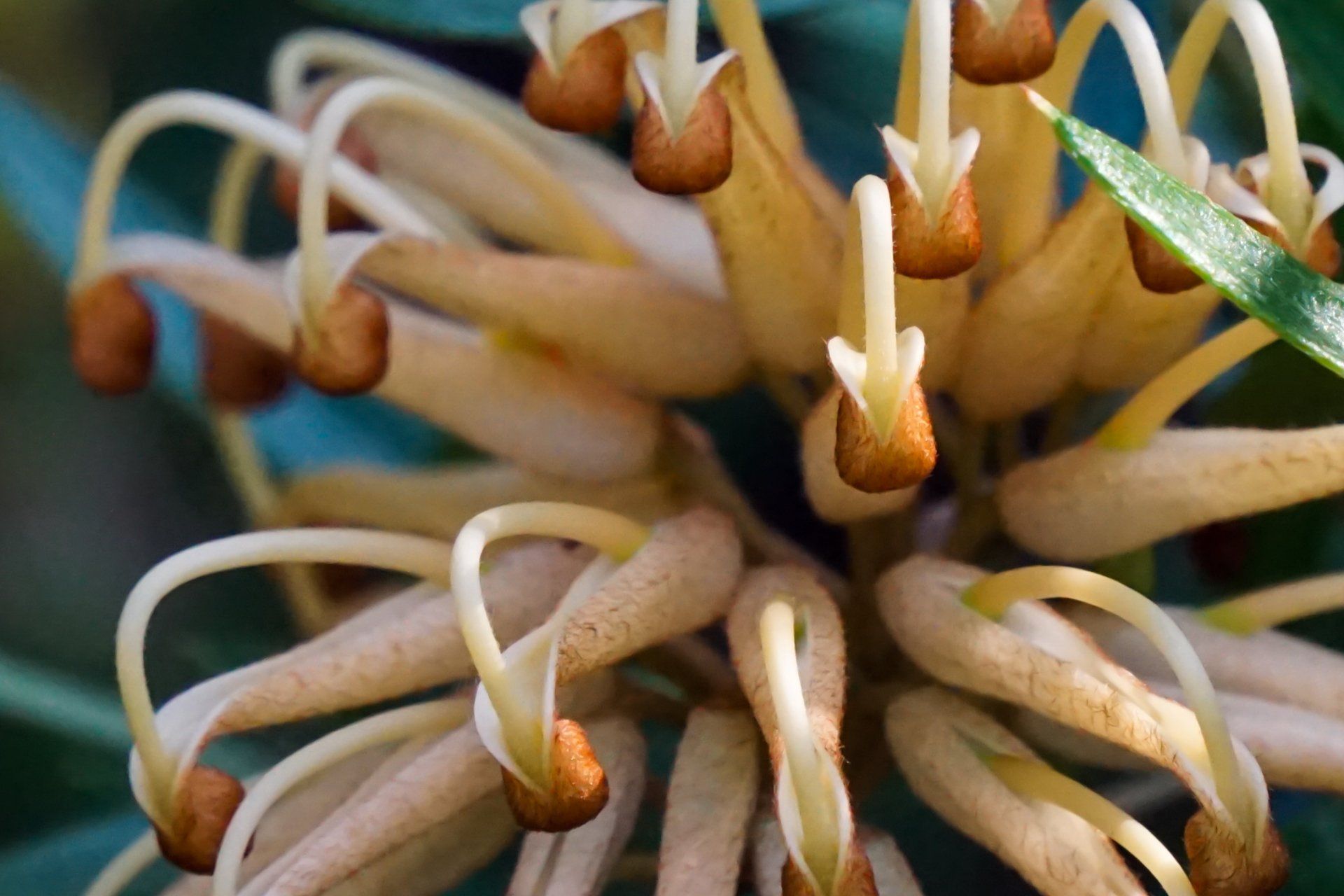 Close-up of light yellow Grevillea flowers with orange tips clustered together.