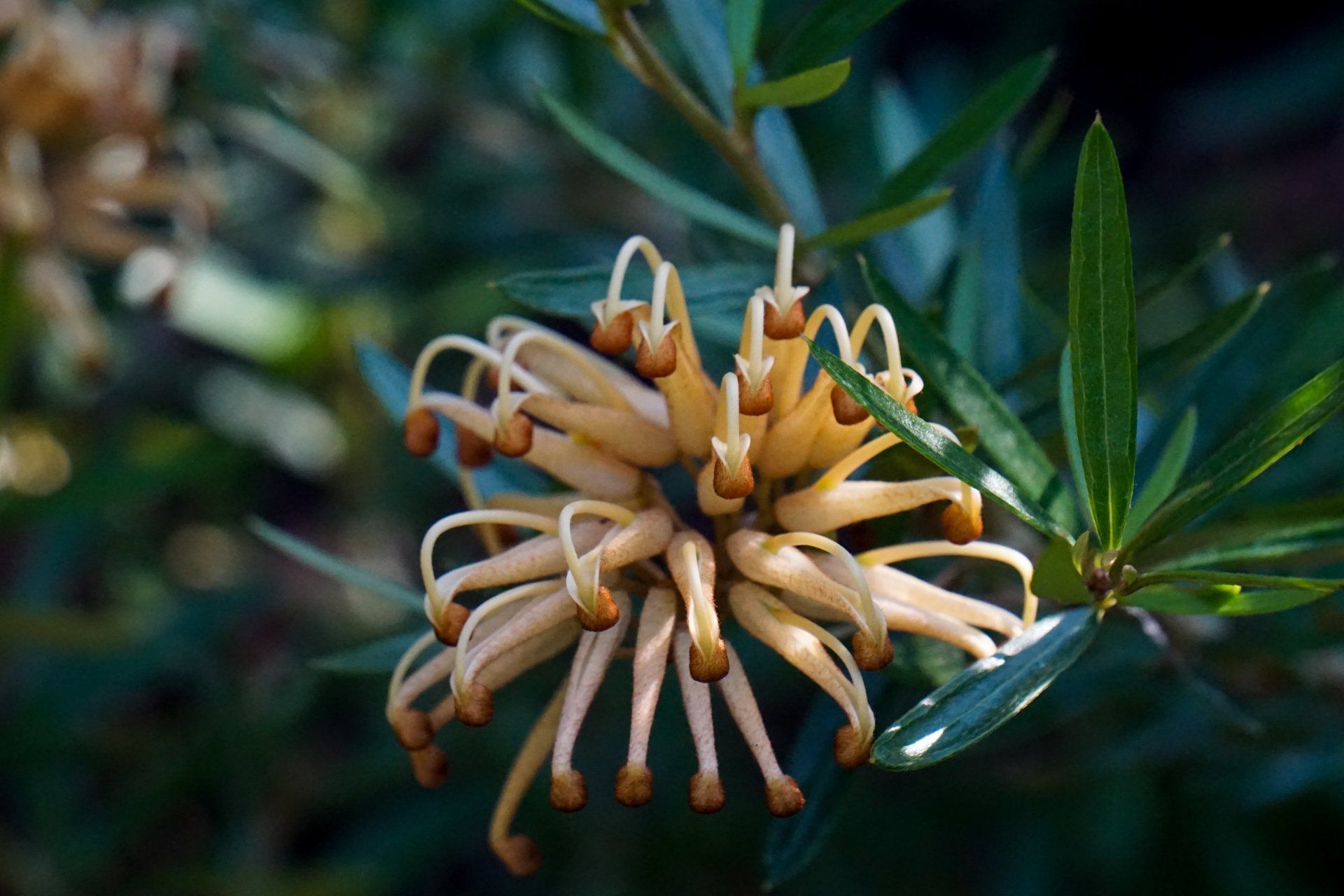Tan and orange Grevillea flower with thin, curved petals, surrounded by green leaves against a blurred green background.