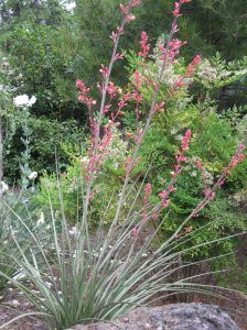 A plant with long, spiky, grey-green leaves and tall stems topped with red flowers, growing in a garden.
