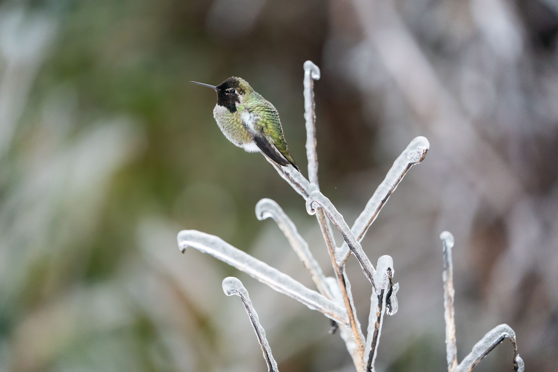 Hummingbird perched on icy plant stems; the bird has green and black plumage with a long beak.