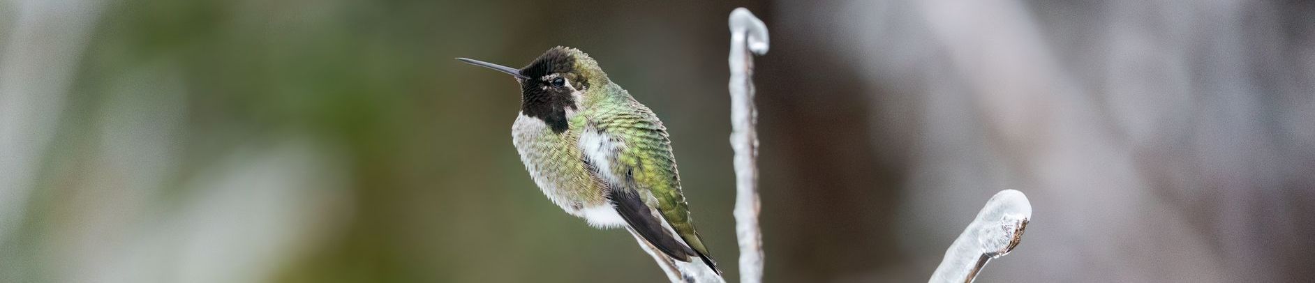 A hummingbird perches on a twig, its iridescent green feathers reflecting light.