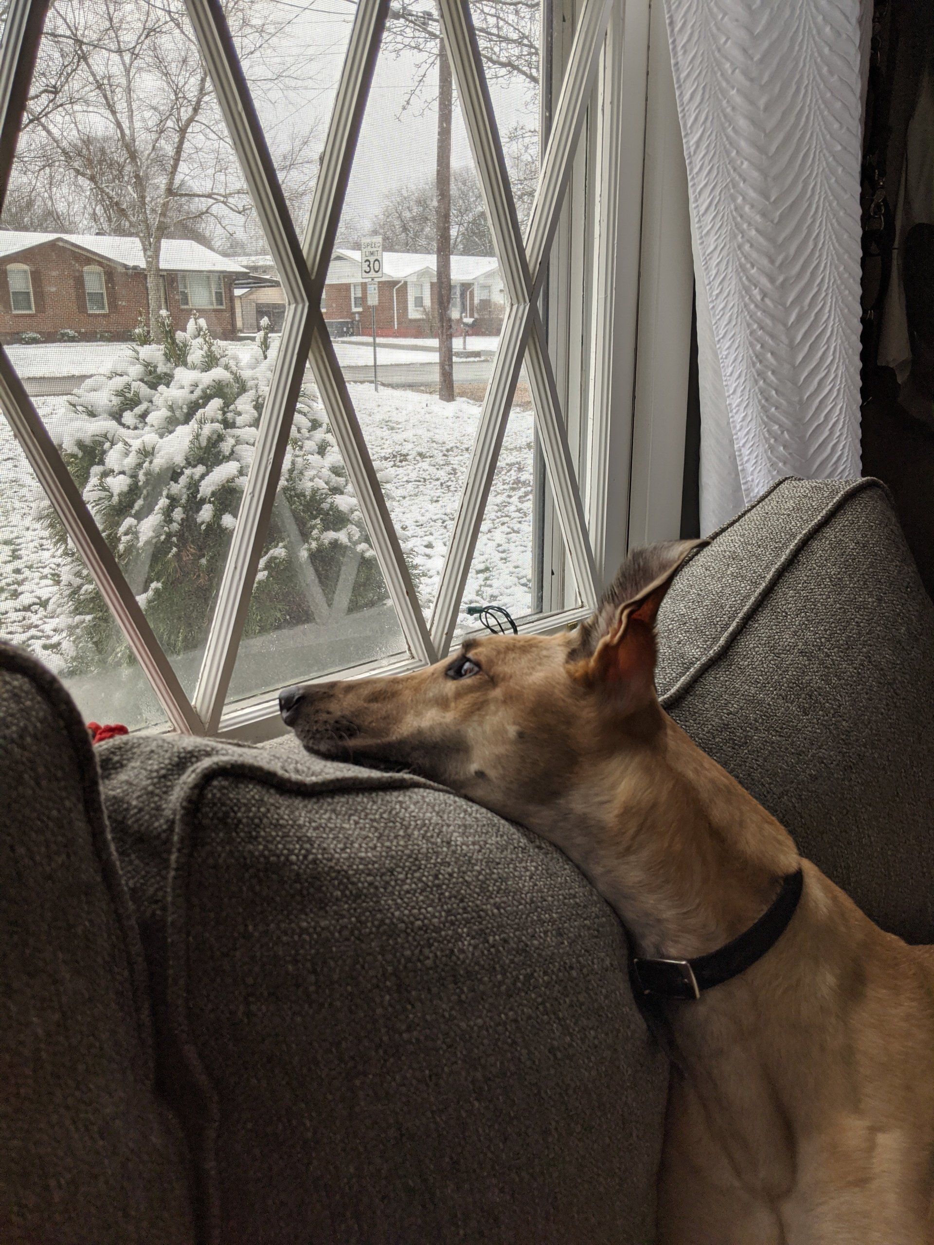 Greyhound dog rests on a couch, looking out a diamond-paned window at a snowy neighborhood.