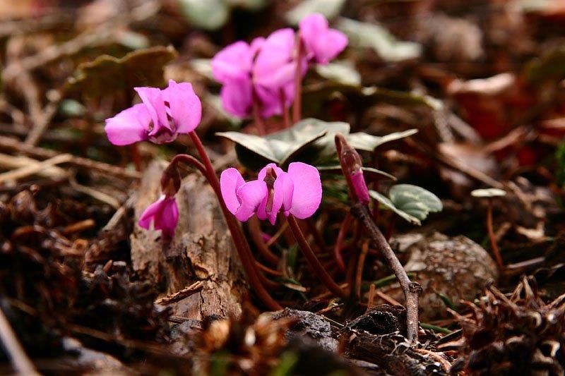 Pink cyclamen flowers blooming in brown leaf litter.