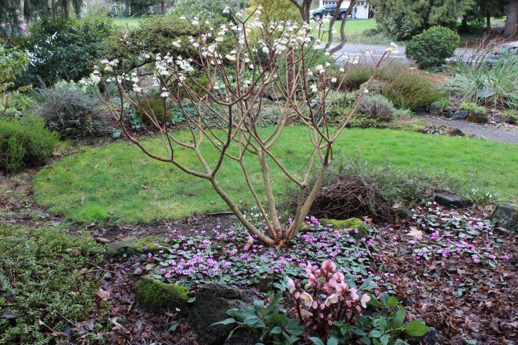 A flowering tree in a garden bed surrounded by various greenery and flowers. 