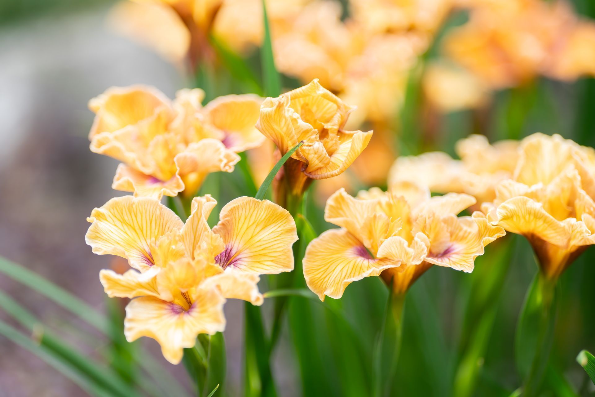 Close-up of orange irises with ruffled petals, purple markings, and green stems in an outdoor setting.