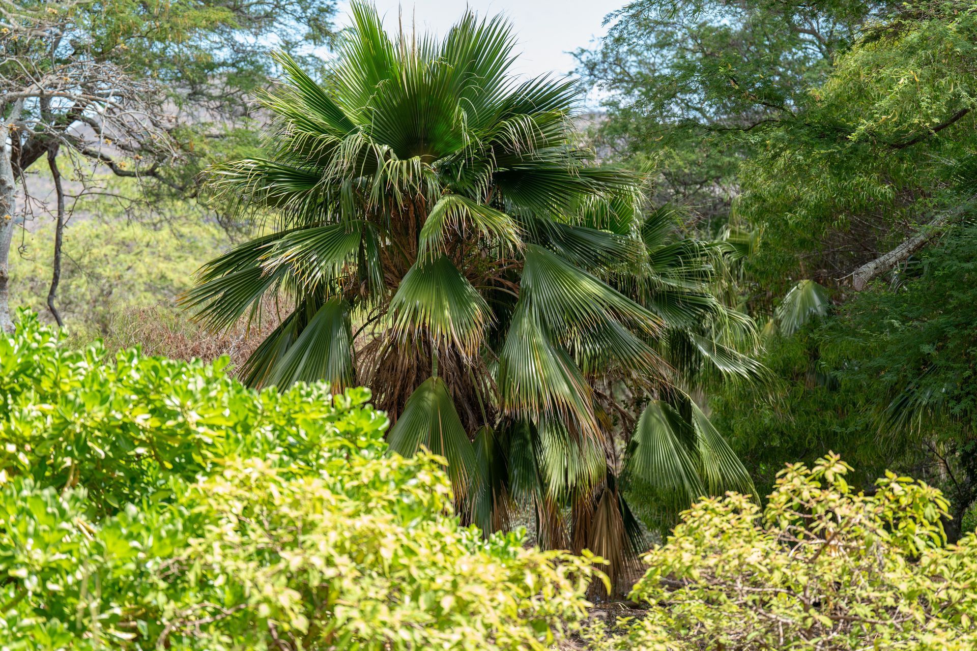 A lush, green palm tree stands among other plants and trees in a sunny, outdoor setting.