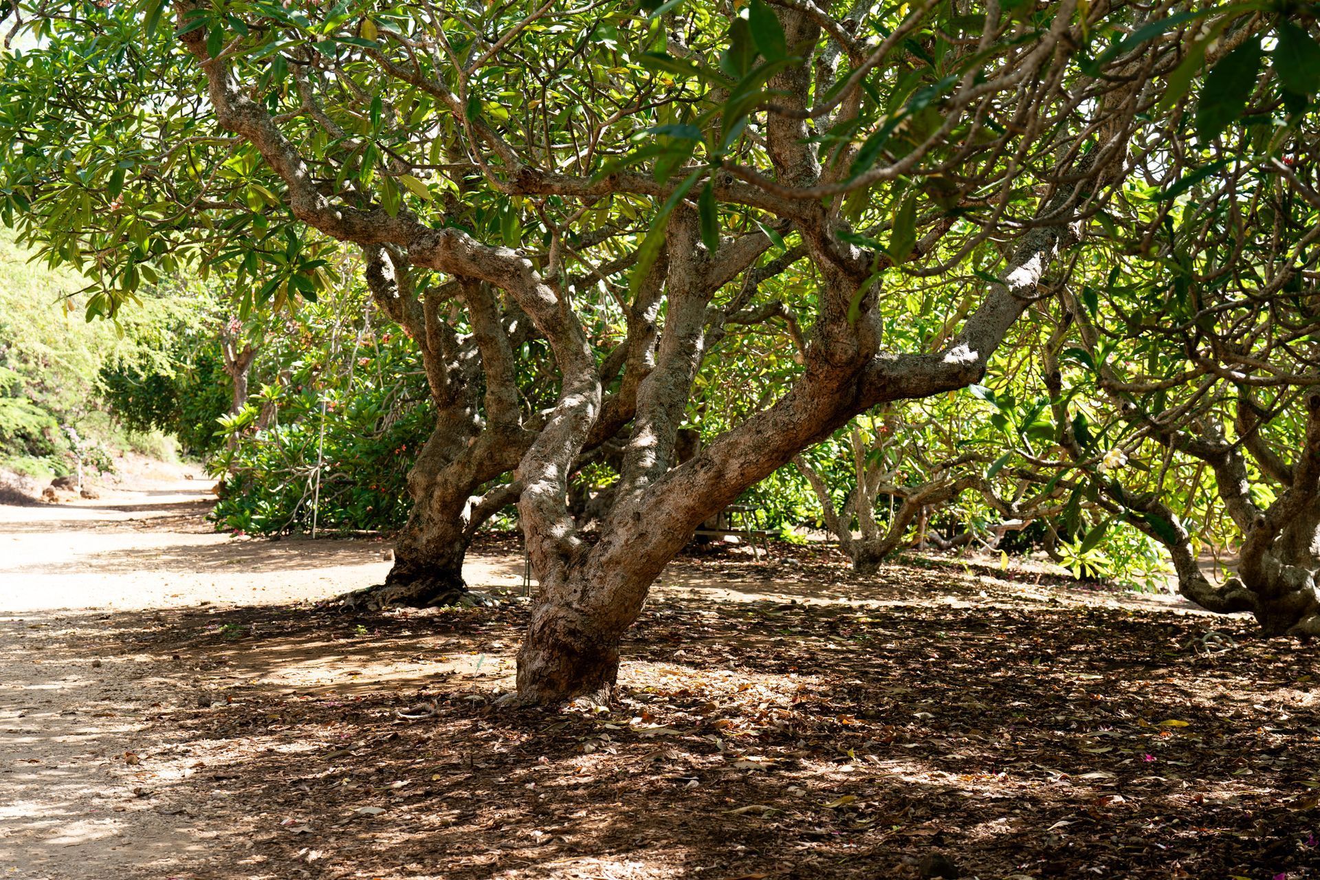 Trees with twisting, light-colored trunks and green leaves in a sunny, outdoor setting with a dirt ground.