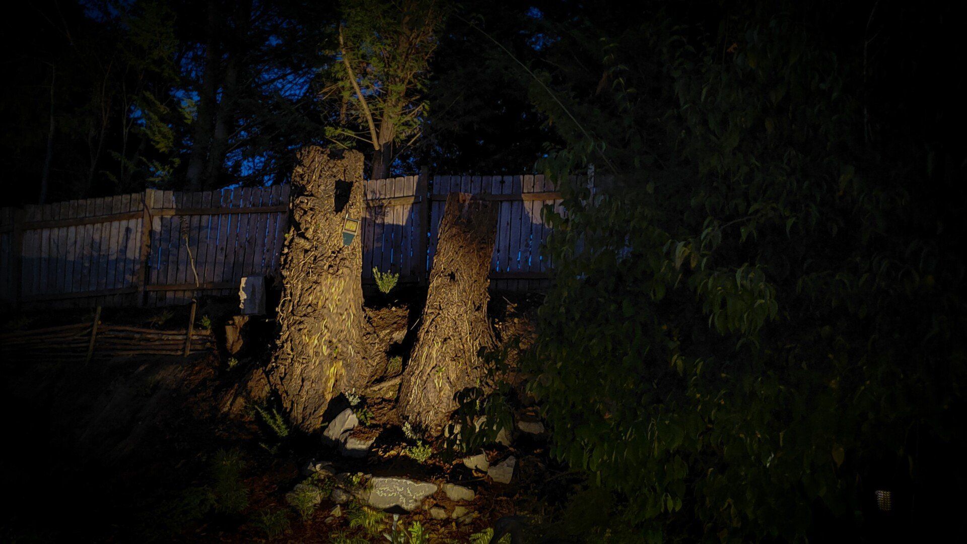 Nighttime shot of cut tree stumps lit with yellow light in front of a wooden fence and dark foliage.