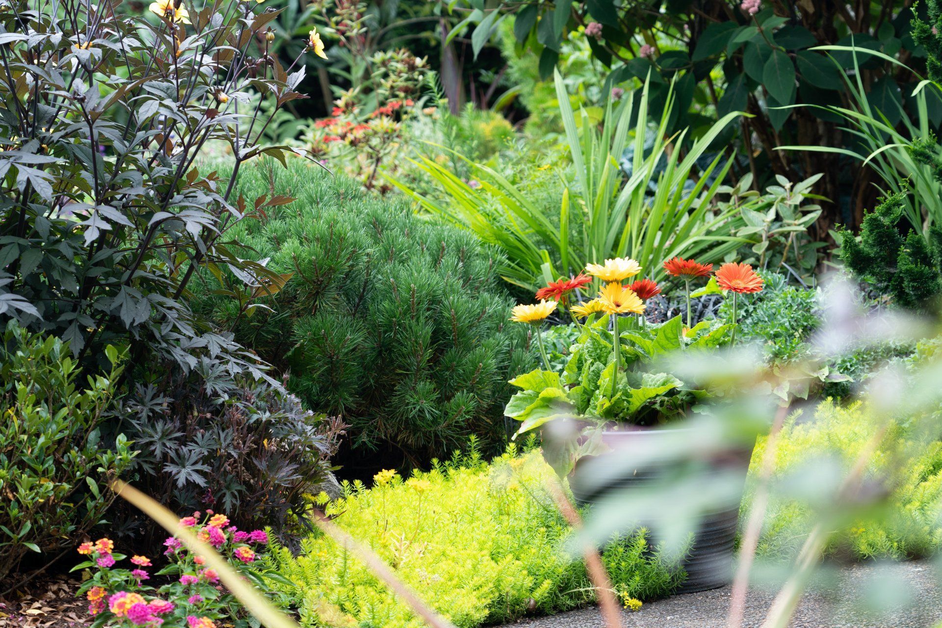 Lush garden with diverse plants and flowers, including yellow and orange blooms, a path, and varying shades of green.