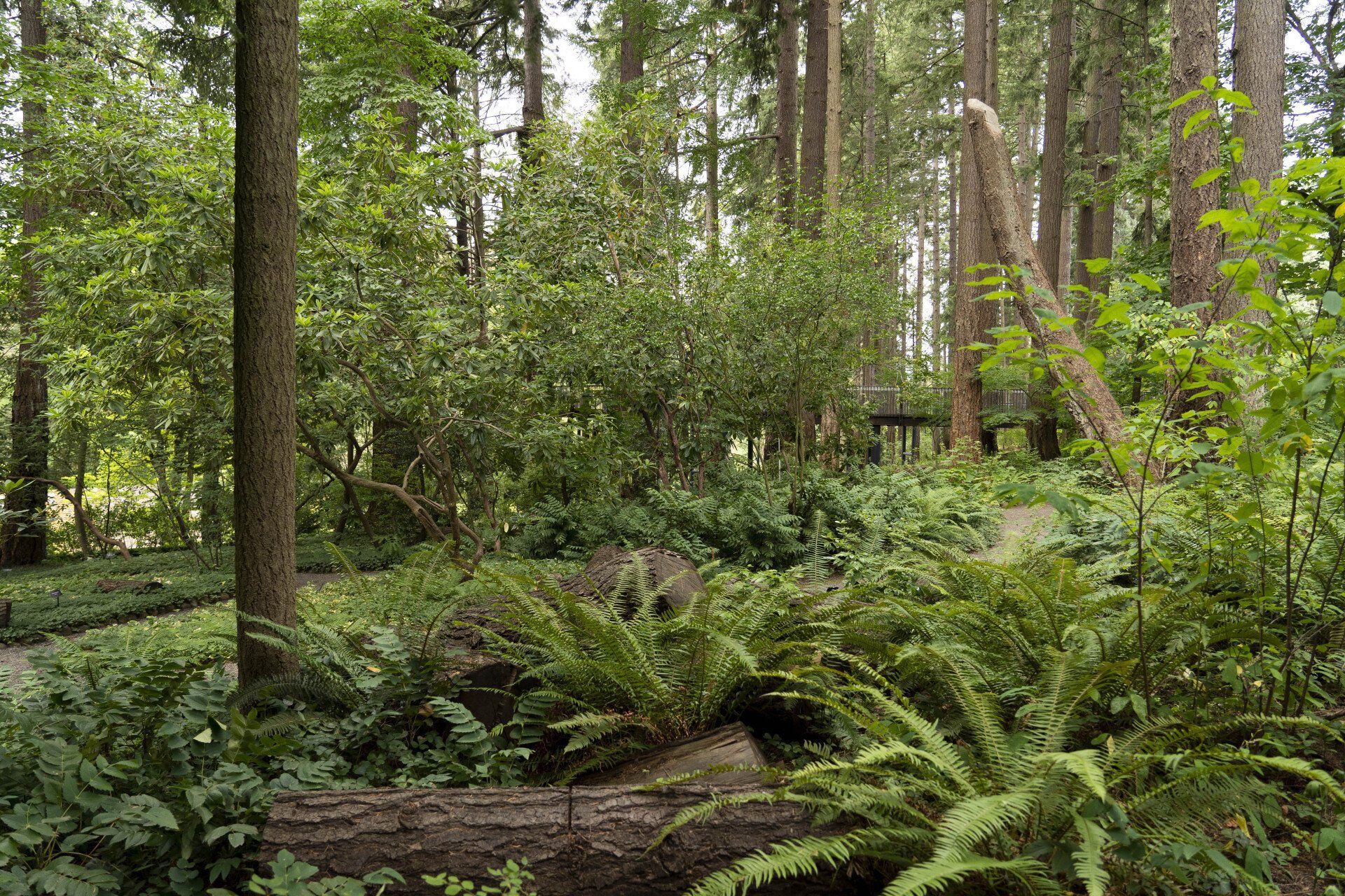 Lush forest scene with ferns, trees, and green undergrowth. A fallen log lies in the foreground.
