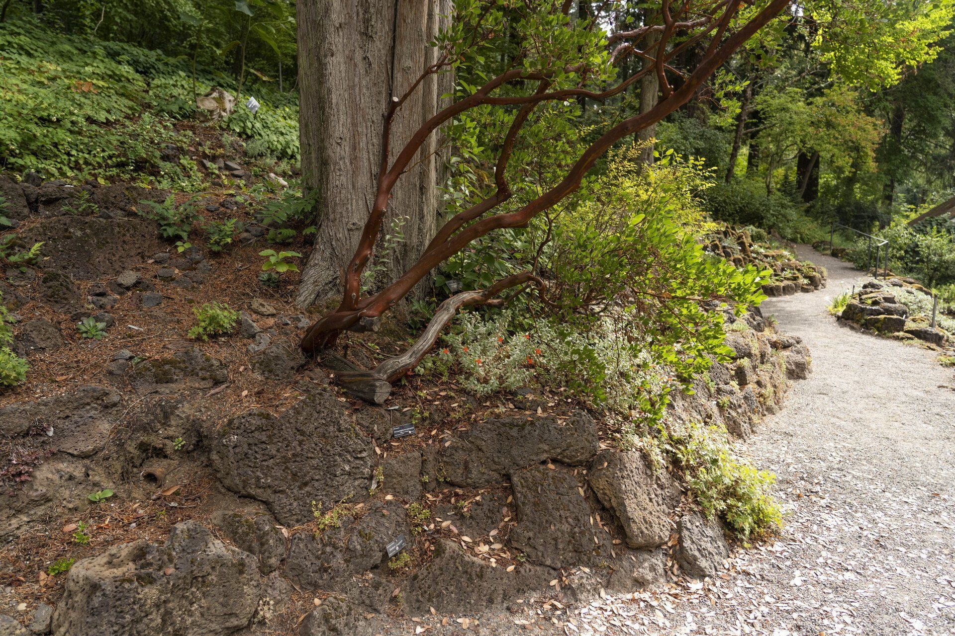A tree with red-brown branches grows on a rocky hillside, next to a winding gravel path.