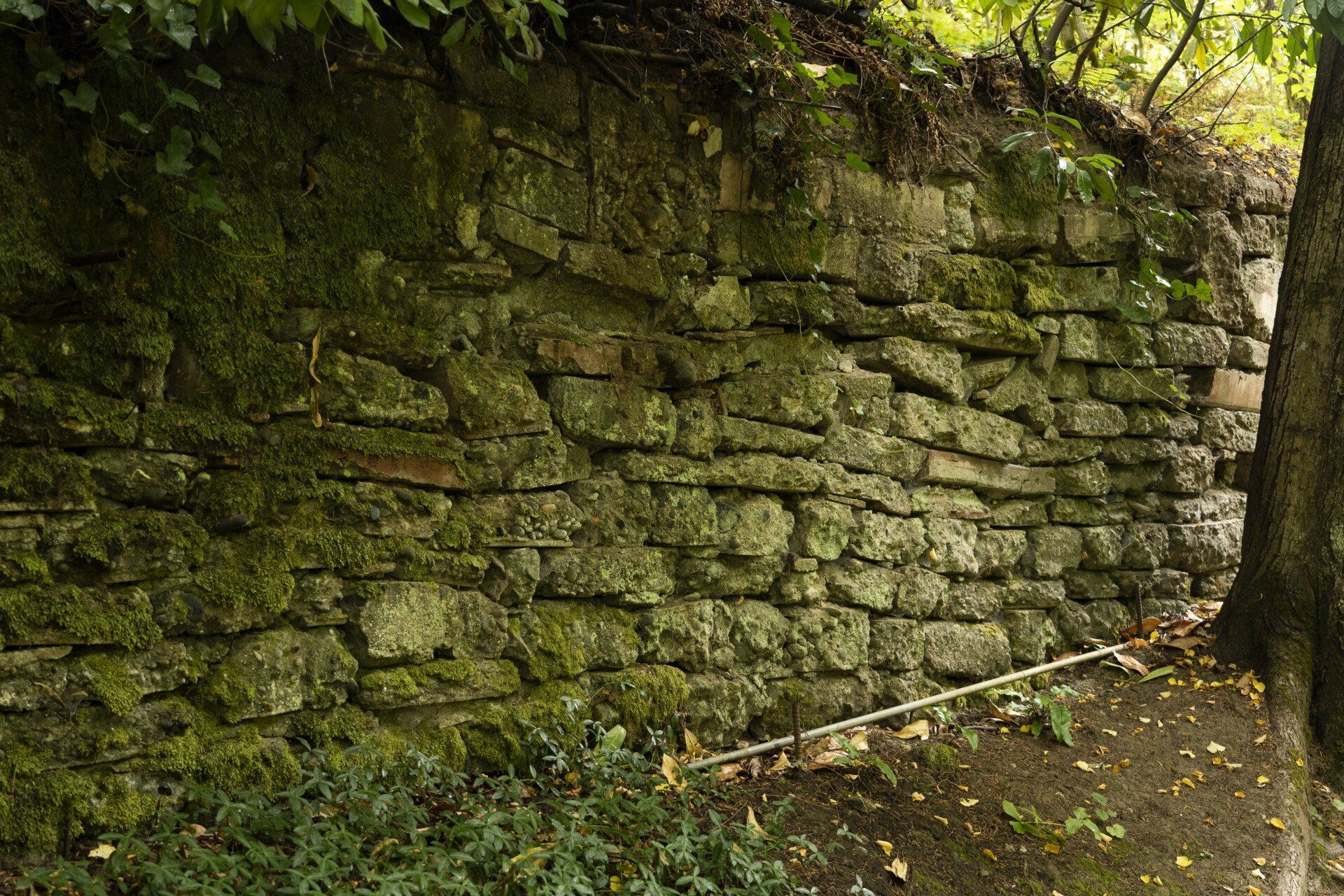 Moss-covered stone wall in a shaded outdoor setting. A tree trunk is on the right side of the wall.