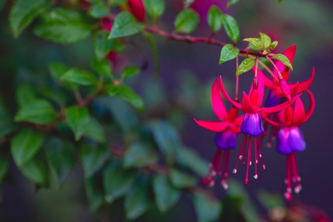 Branch with vibrant pink and purple fuchsia flowers, green leaves, and a blurred dark background.