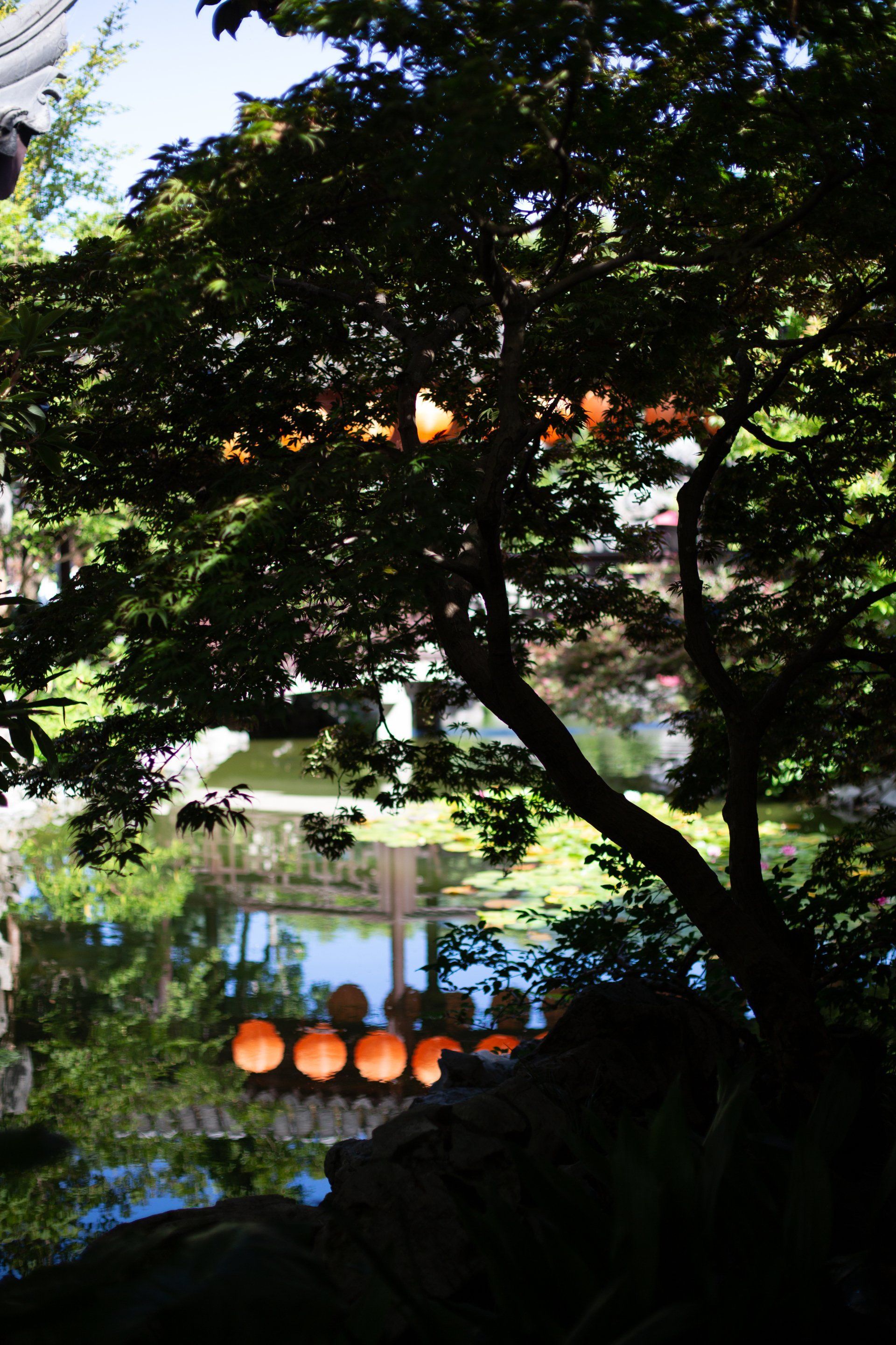 A view through a tree's silhouette of a tranquil pond with orange lanterns and traditional architecture.