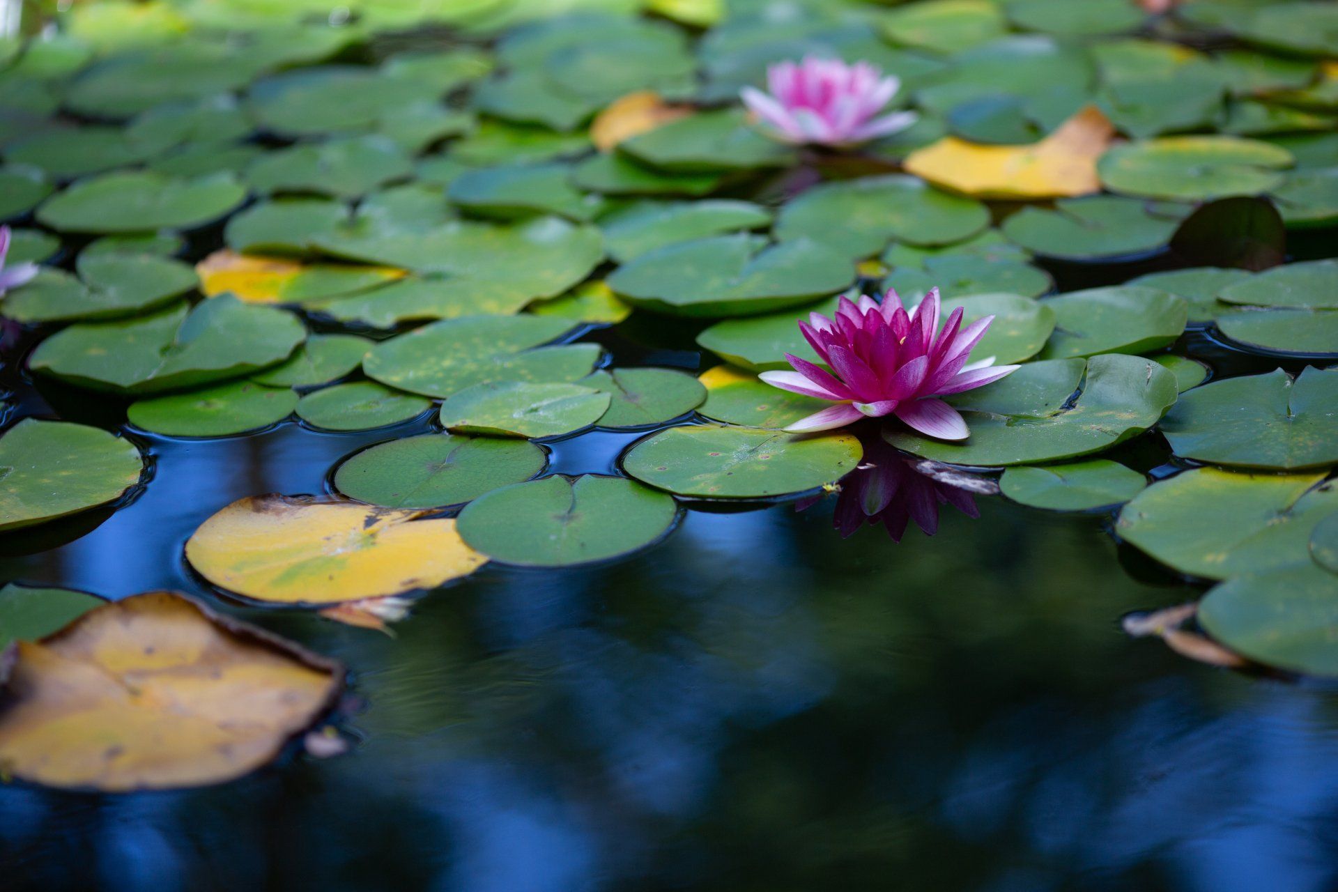 Water lilies with pink flowers and round green pads float on a dark pond with reflections.