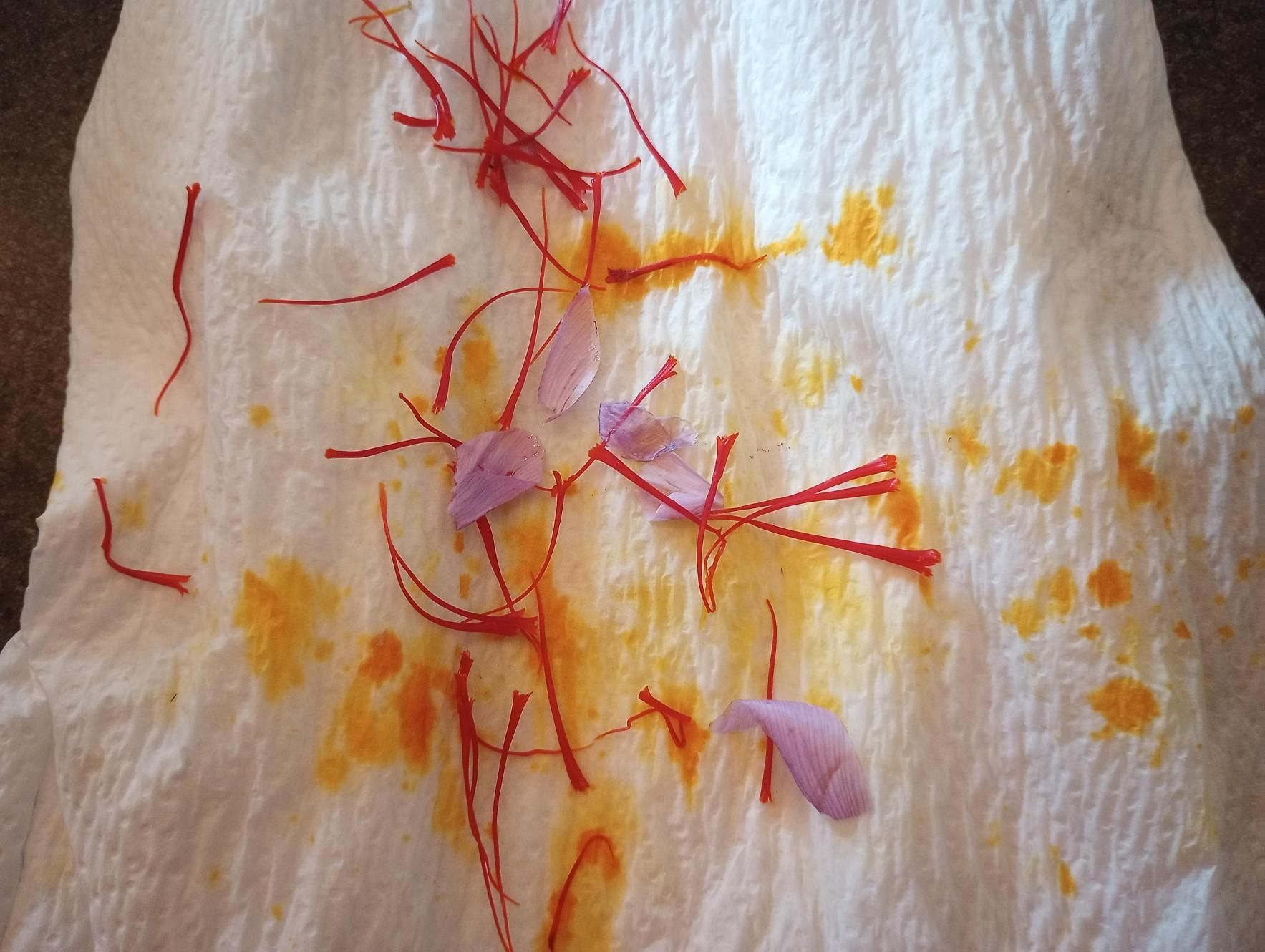 Saffron threads and purple petals on a white paper towel with orange stains.