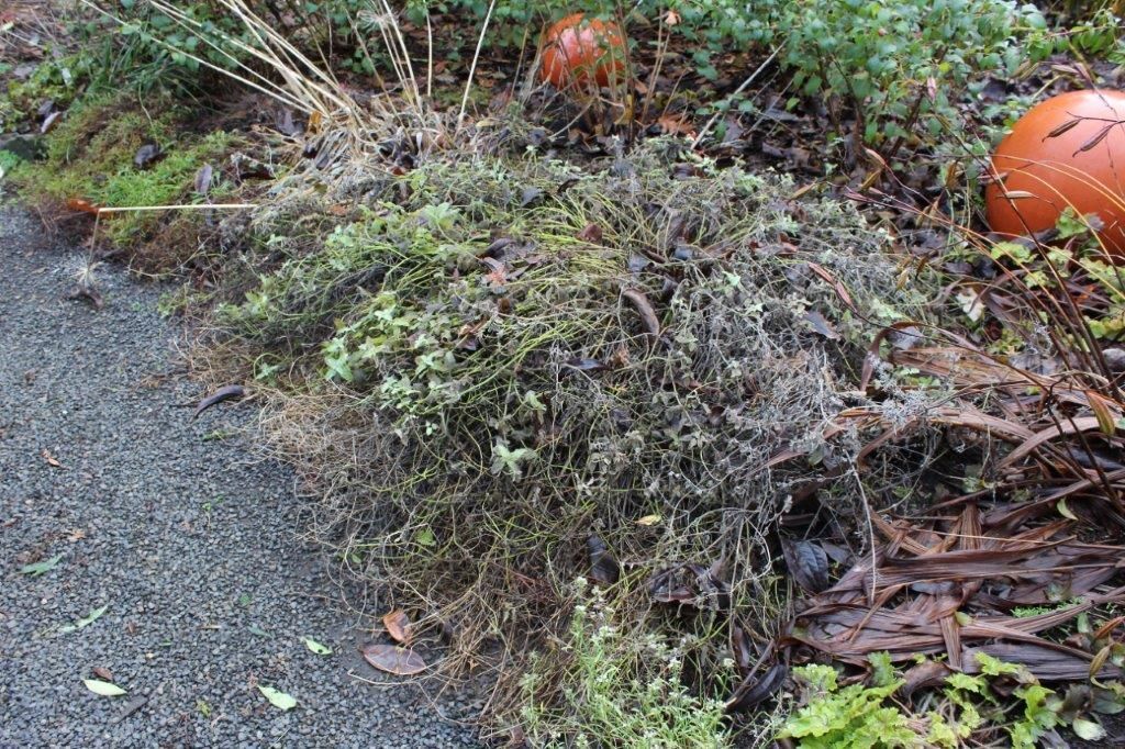 A dense, low-growing plant with dark green foliage next to a gravel path and pumpkins.