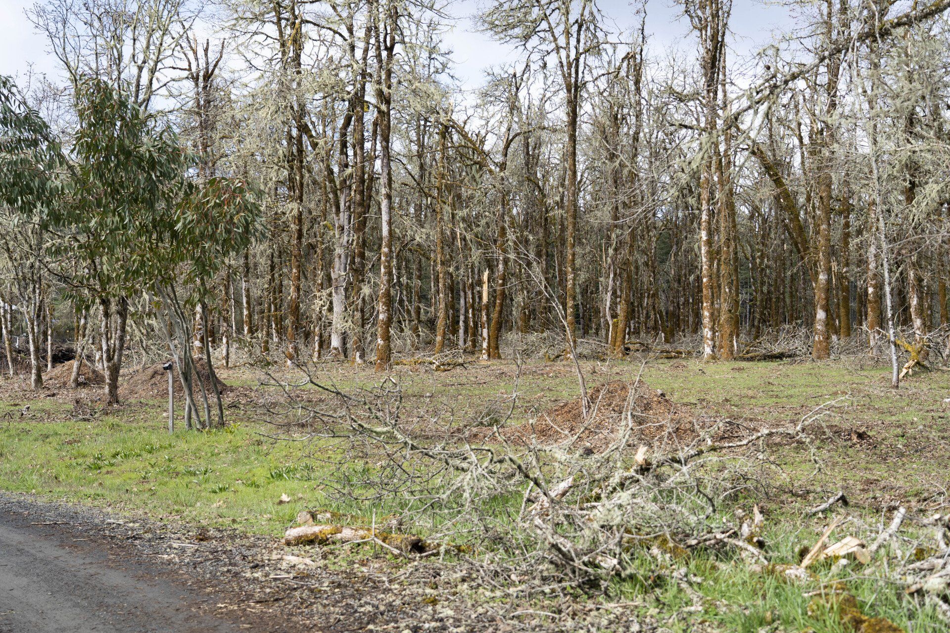 Trees in a cleared area with some cut branches and green grass on the ground.