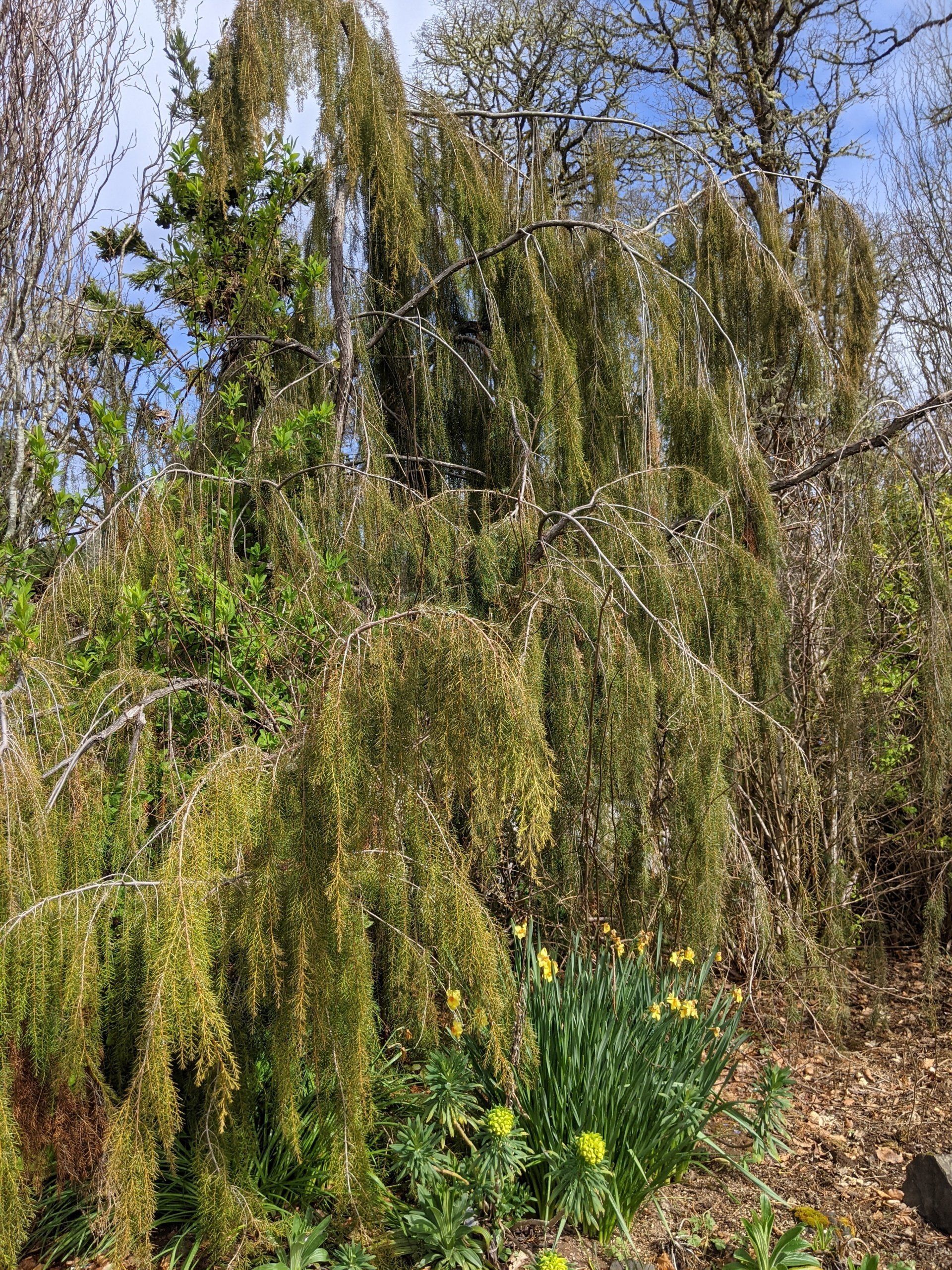 A weeping willow tree with cascading, yellow-green foliage. Daffodils bloom at the base of the tree.