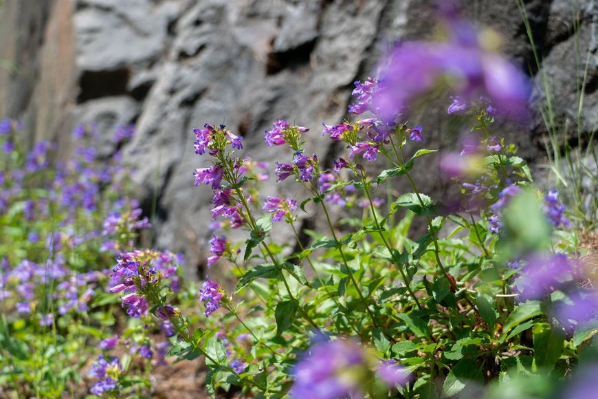 Purple wildflowers bloom against a blurred, dark rock wall.