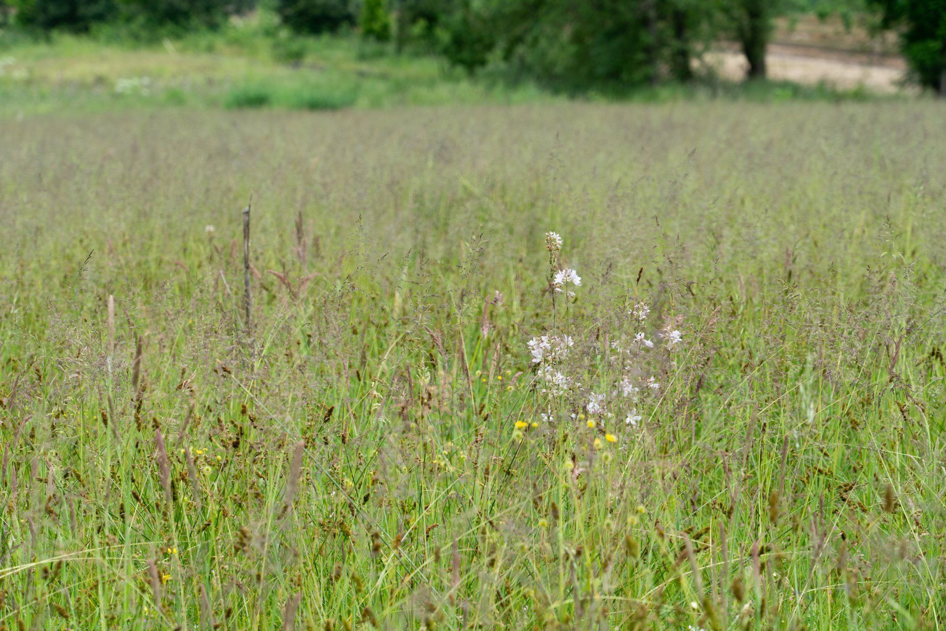 Field of tall green grass with some wildflowers in the center, a blurred treeline in the background.