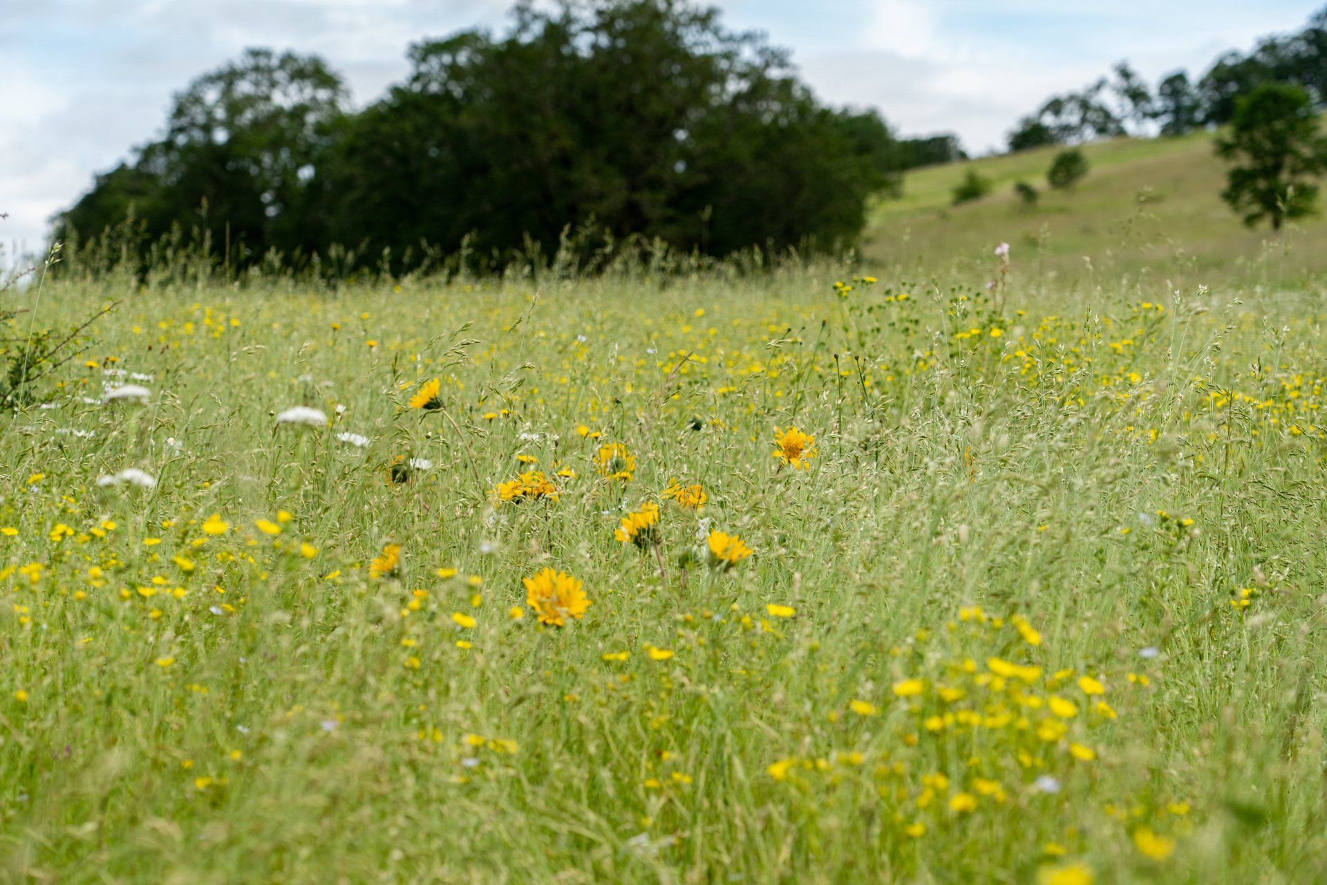 Field of wildflowers in a grassy meadow, with a blurred hillside and trees in the background.