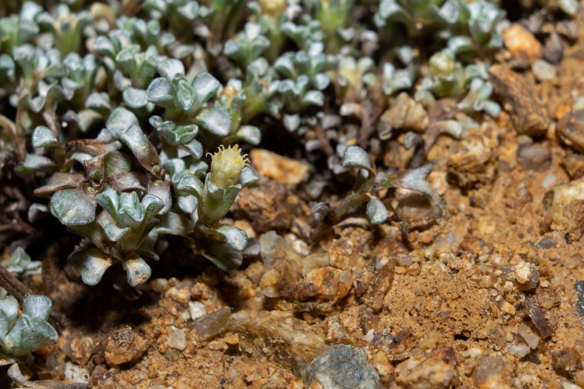 Close-up of small, gray-green succulent plants with a yellow flower bud growing in sandy soil.