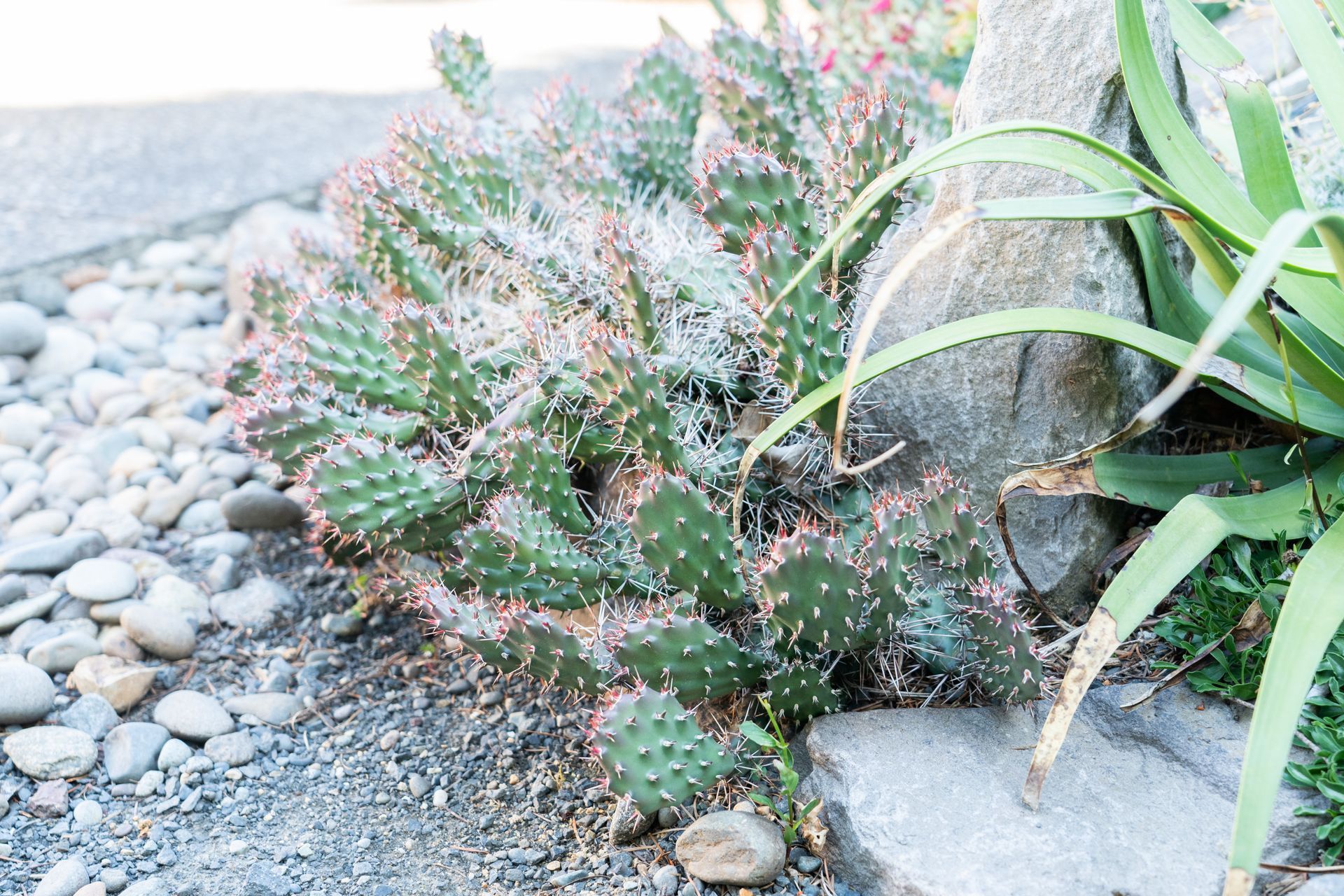 Prickly pear cactus with pink edges growing next to a large rock and an aloe vera plant, bordered by pebbles.